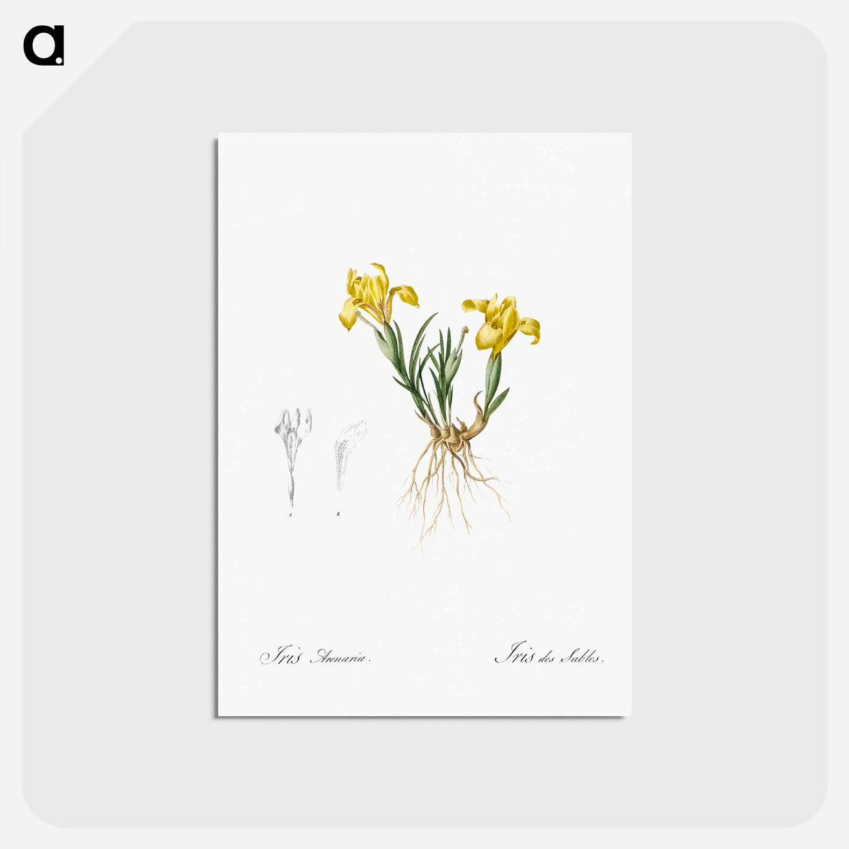 アートポストカード-Sand iris illustration - ピエール ジョゼフ ルドゥーテ Postcard.