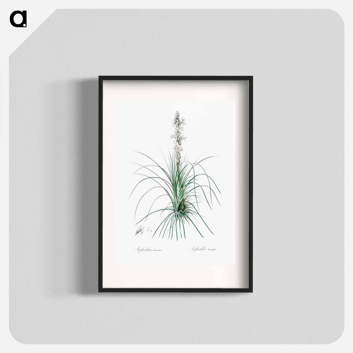 Thin asphodeline illustration - Pierre Joseph Redouté Poster.