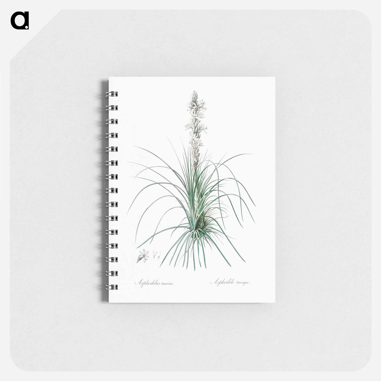 Thin asphodeline illustration - ピエール ジョゼフ ルドゥーテ Memo.