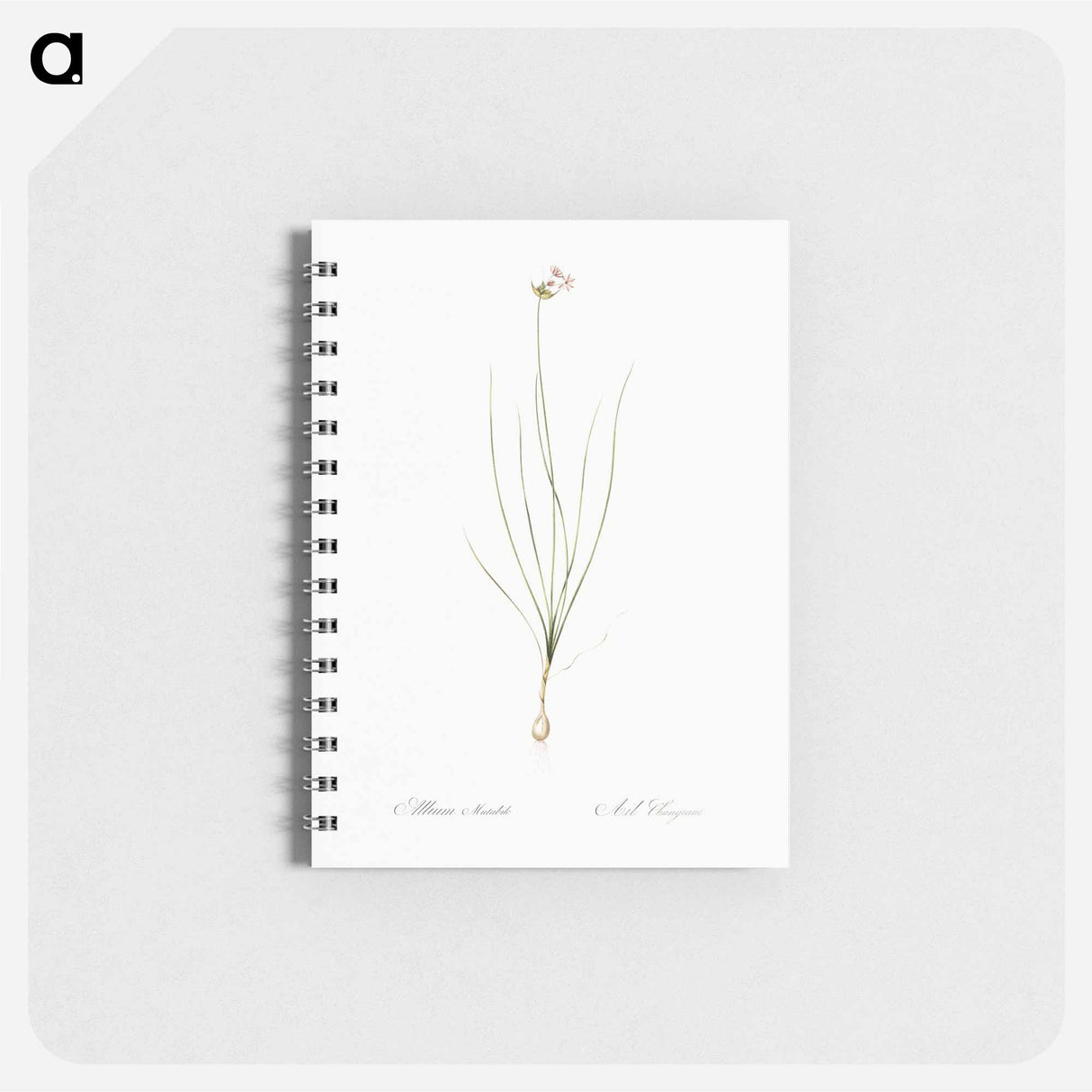 Wild Onion - ピエール ジョゼフ ルドゥーテ Memo.