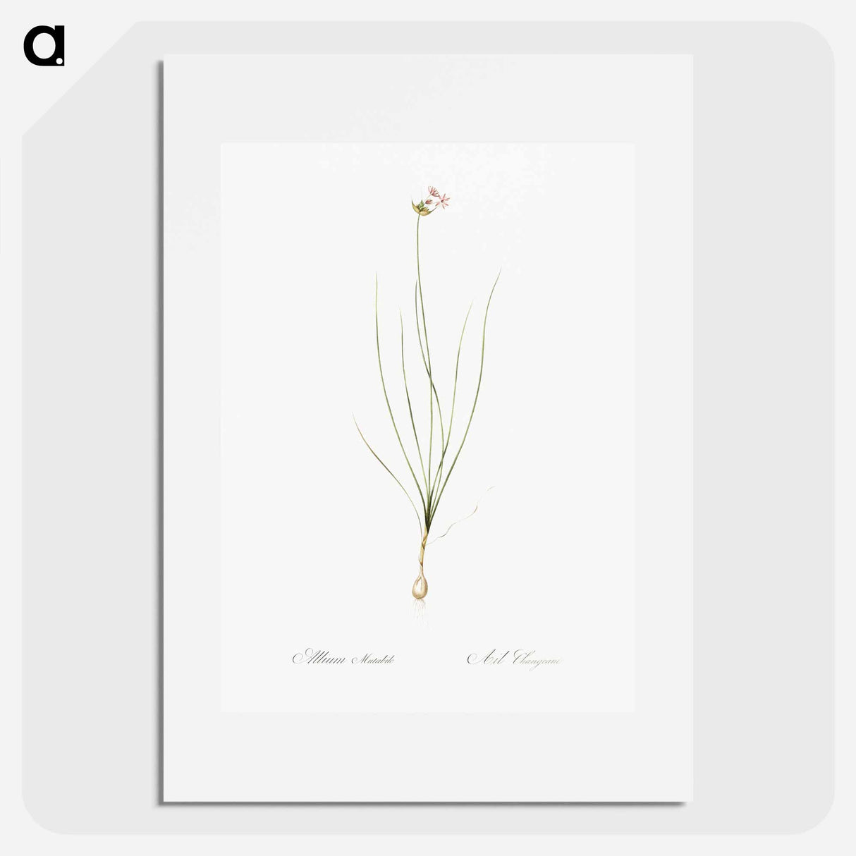 Wild Onion - Pierre Joseph Redouté Poster.