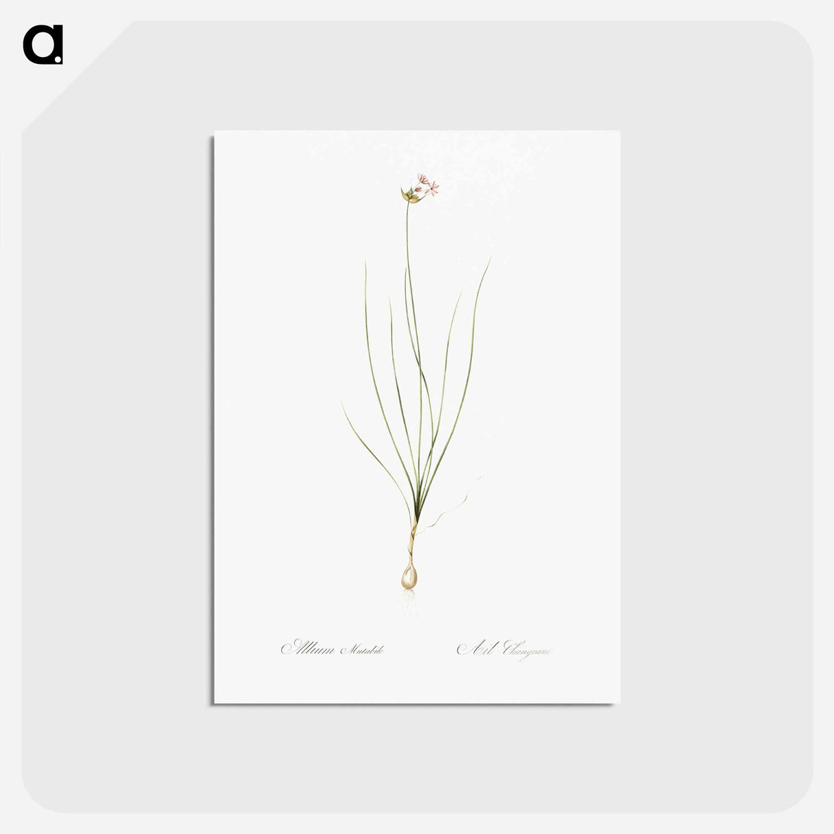 アートポストカード-Wild Onion - ピエール ジョゼフ ルドゥーテ Postcard.