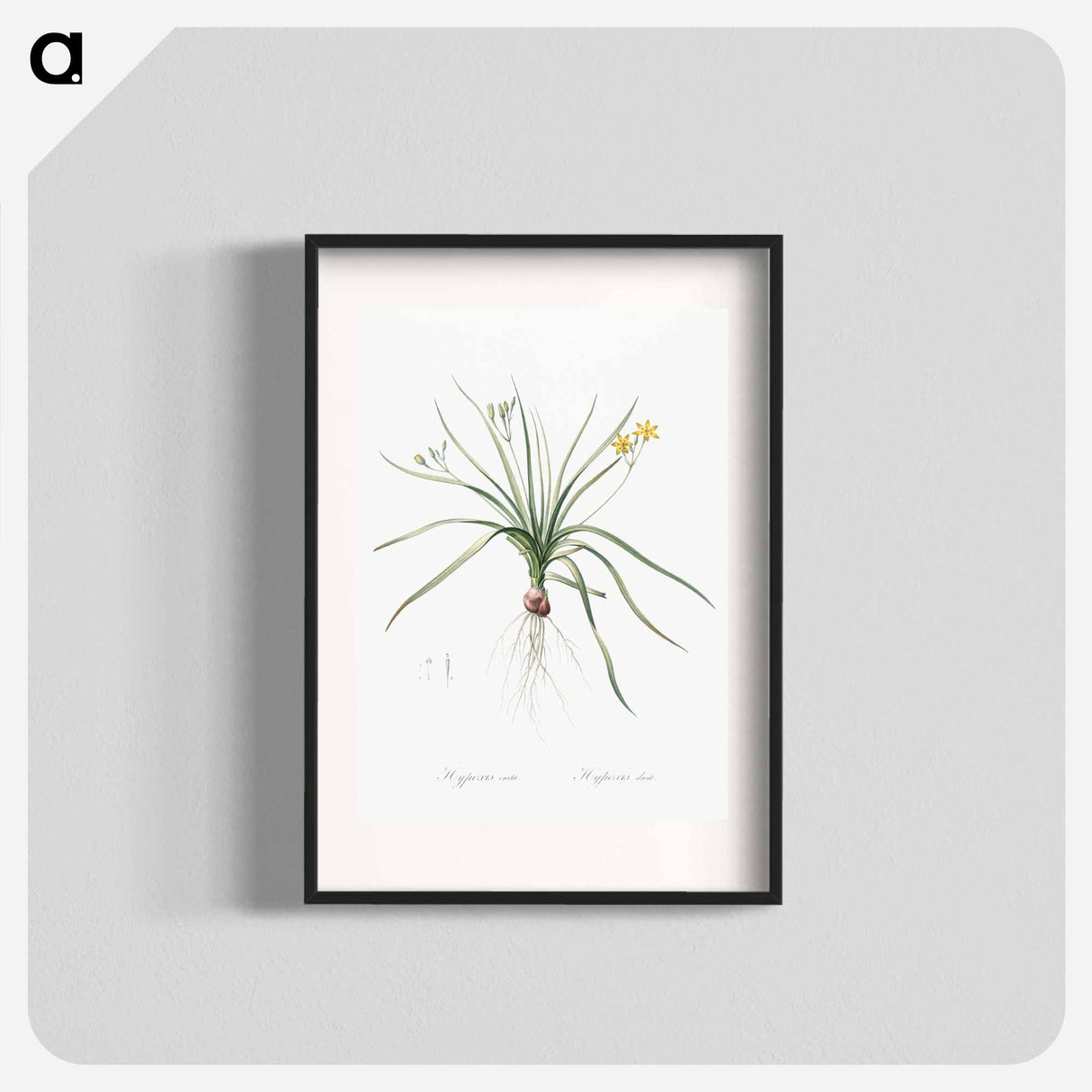 Common goldstar illustration - Pierre Joseph Redouté Poster.