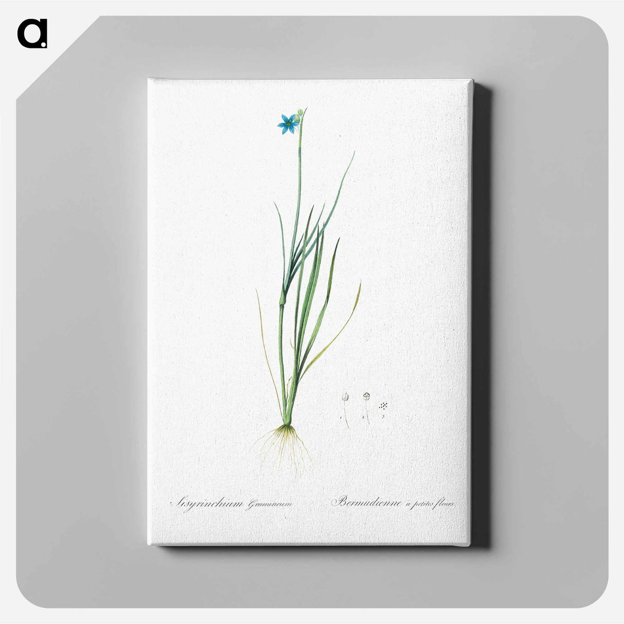 アートパネル-Narrow-leaf blue-eyed-grass illustration - ピエール ジョゼフ ルドゥーテ Canvas.