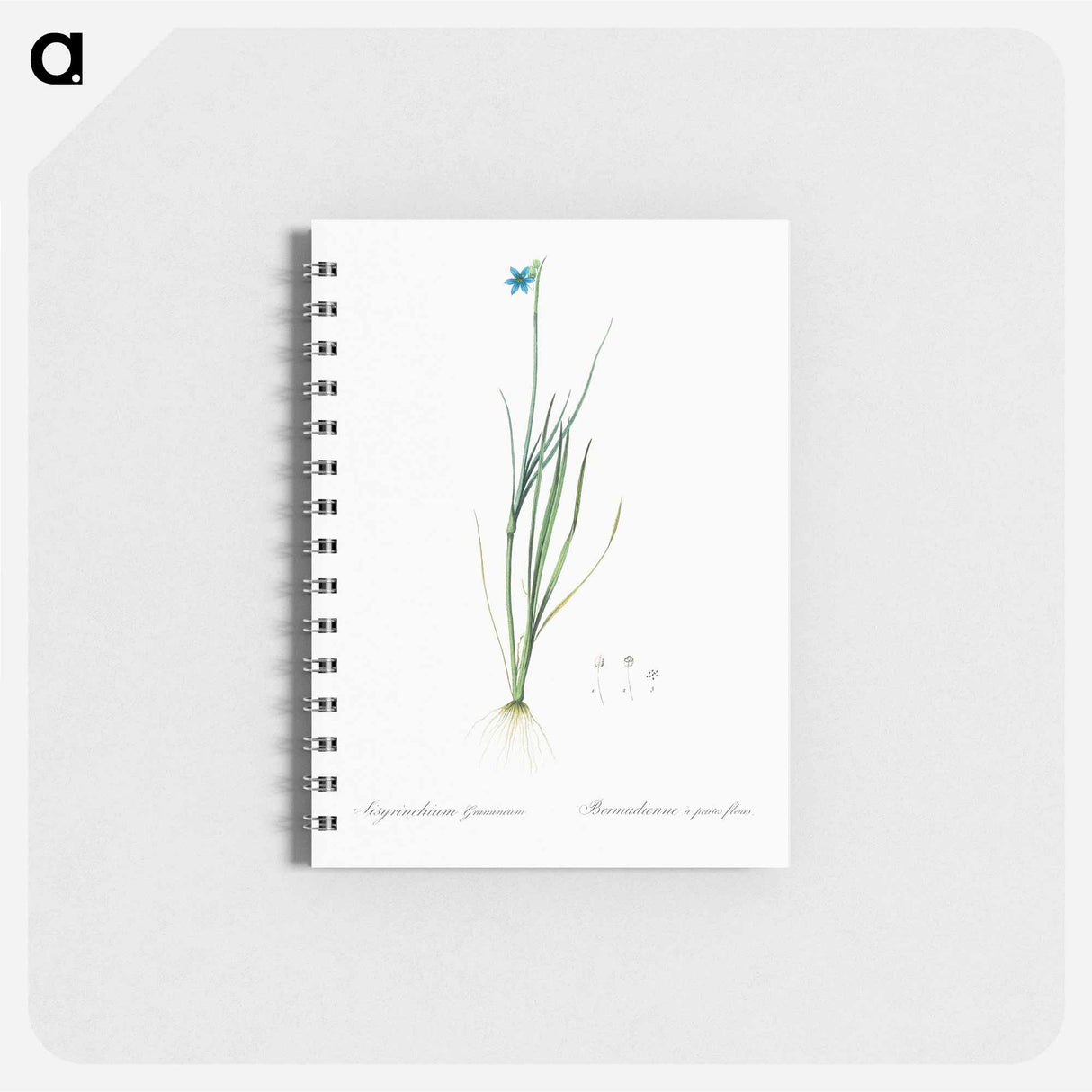 Narrow-leaf blue-eyed-grass illustration - ピエール ジョゼフ ルドゥーテ Memo.