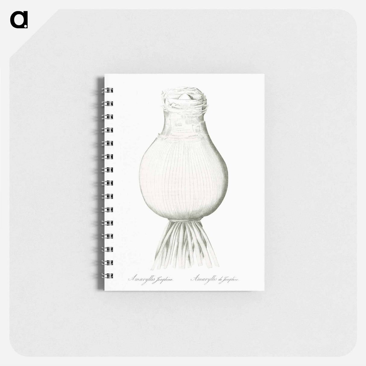 Josephine's lily illustration - ピエール ジョゼフ ルドゥーテ Memo.