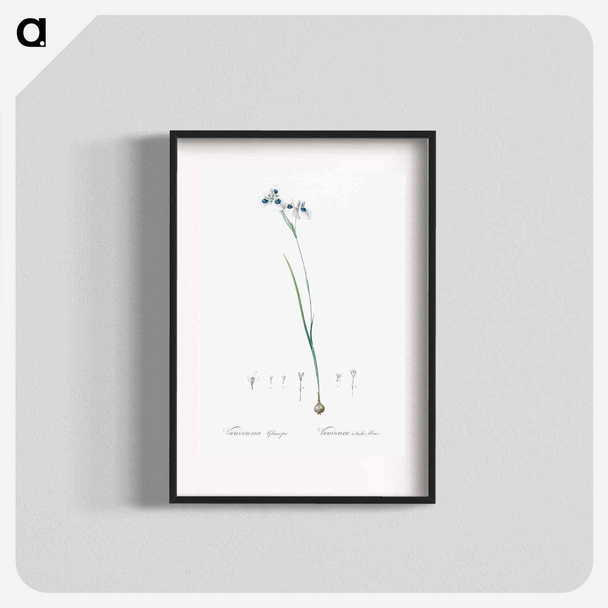Vieusseuxia glaucopis - Pierre Joseph Redouté Poster.