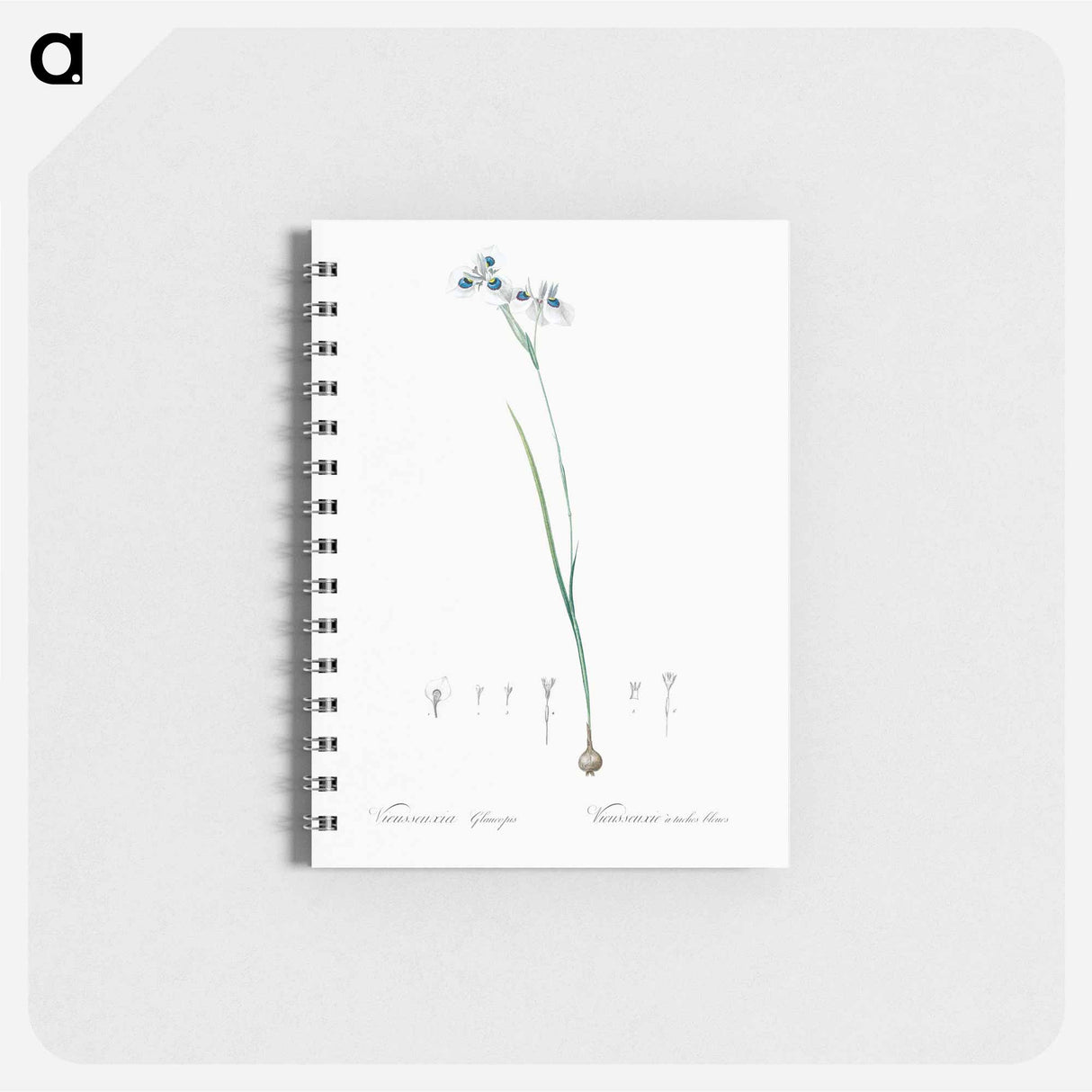 Vieusseuxia glaucopis - ピエール ジョゼフ ルドゥーテ Memo.