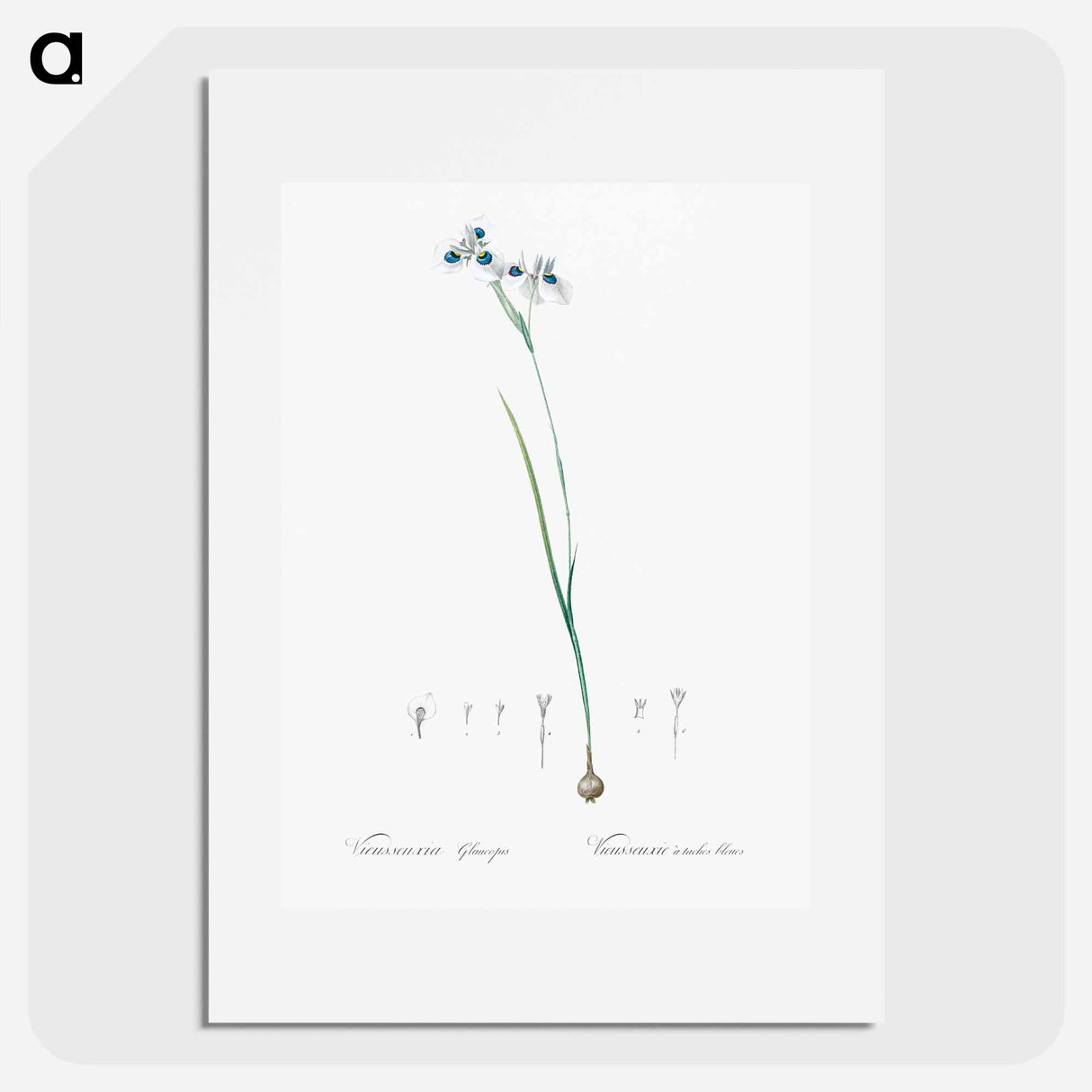 Vieusseuxia glaucopis - Pierre Joseph Redouté Poster.