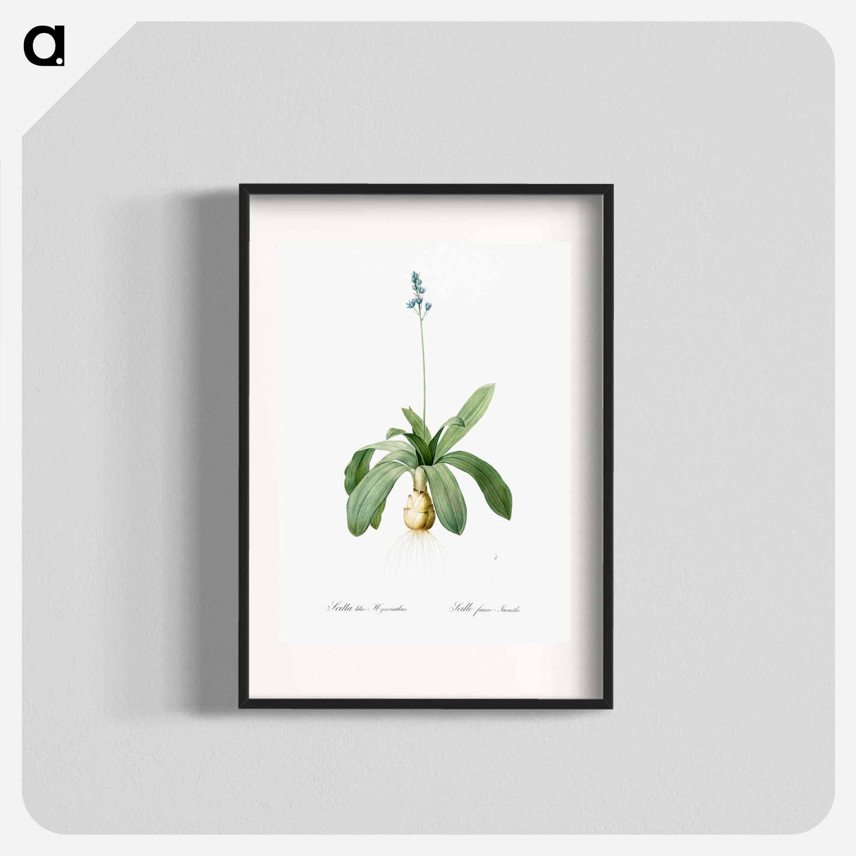 Scilla Lilio hyacinthus illustration from Les liliacées - Pierre-Joseph Redouté Poster.