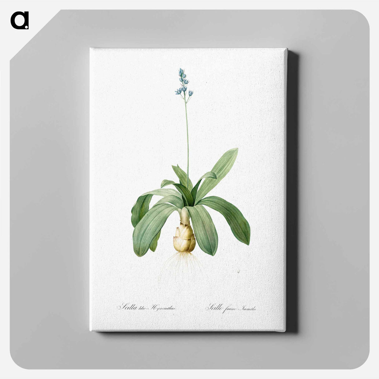 アートパネル-Scilla Lilio hyacinthus illustration from Les liliacées - ピエール ジョゼフ ルドゥーテ Canvas.