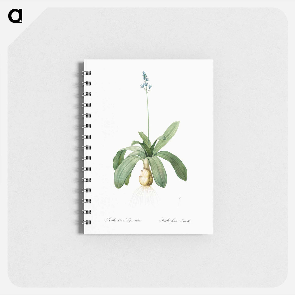 Scilla Lilio hyacinthus illustration from Les liliacées - ピエール ジョゼフ ルドゥーテ Memo.