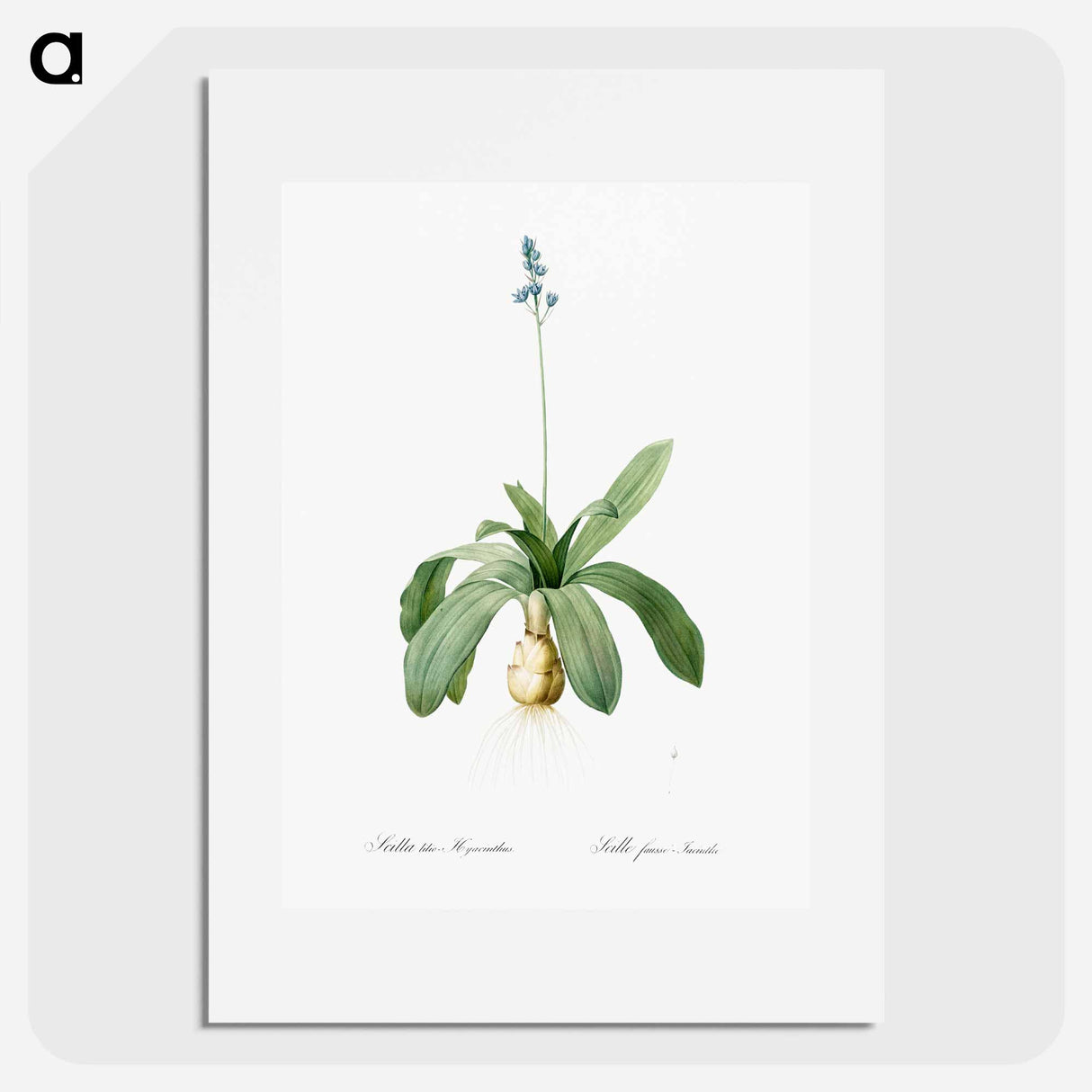 Scilla Lilio hyacinthus illustration from Les liliacées - Pierre-Joseph Redouté Poster.