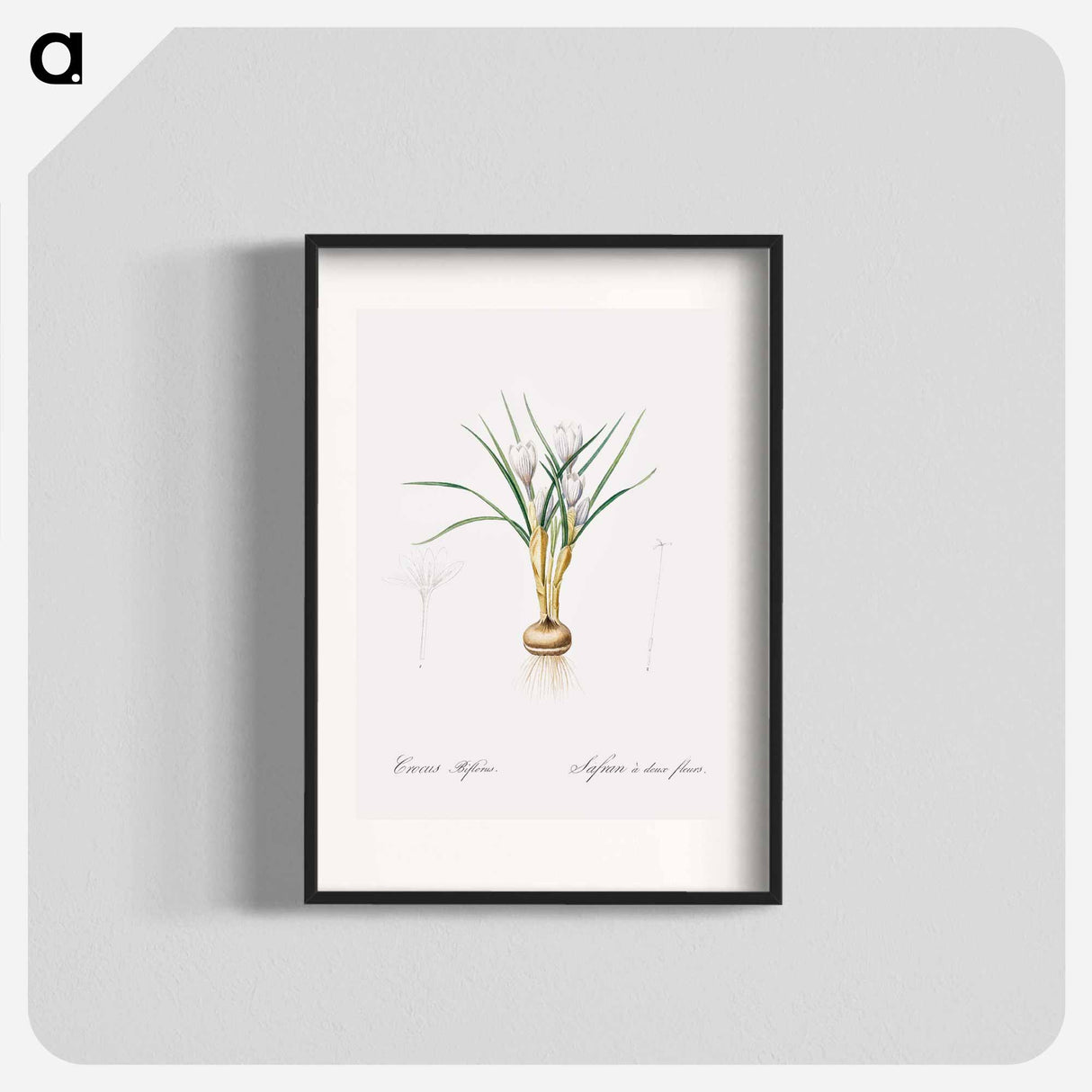 Silvery crocus illustration - Pierre Joseph Redouté Poster.