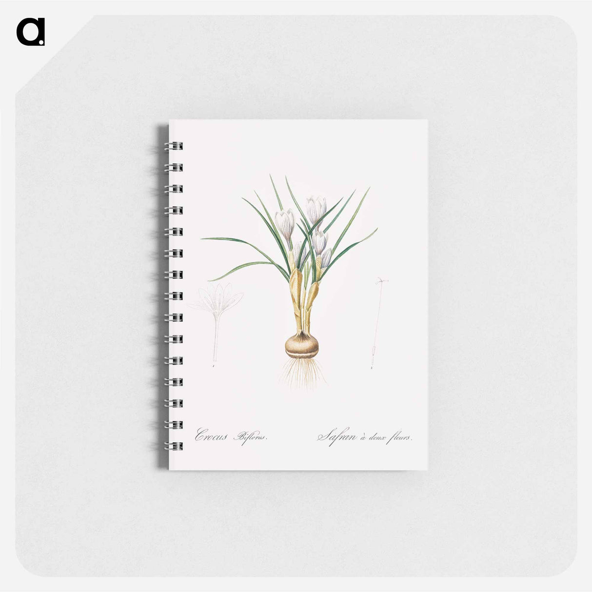 Silvery crocus illustration - ピエール ジョゼフ ルドゥーテ Memo.