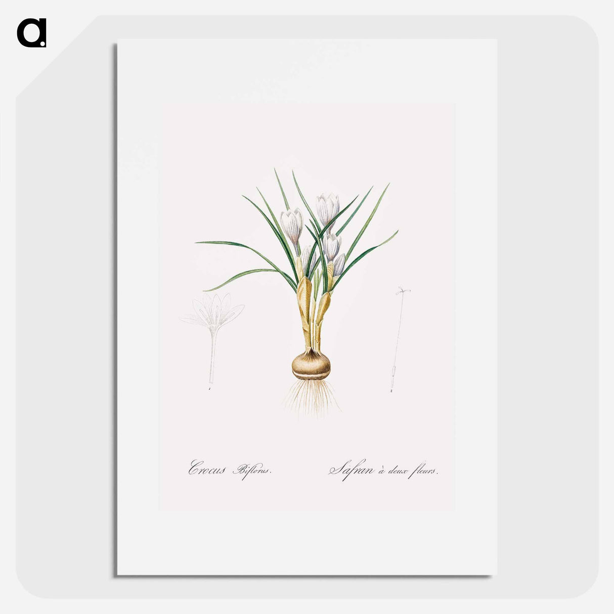 Silvery crocus illustration - Pierre Joseph Redouté Poster.