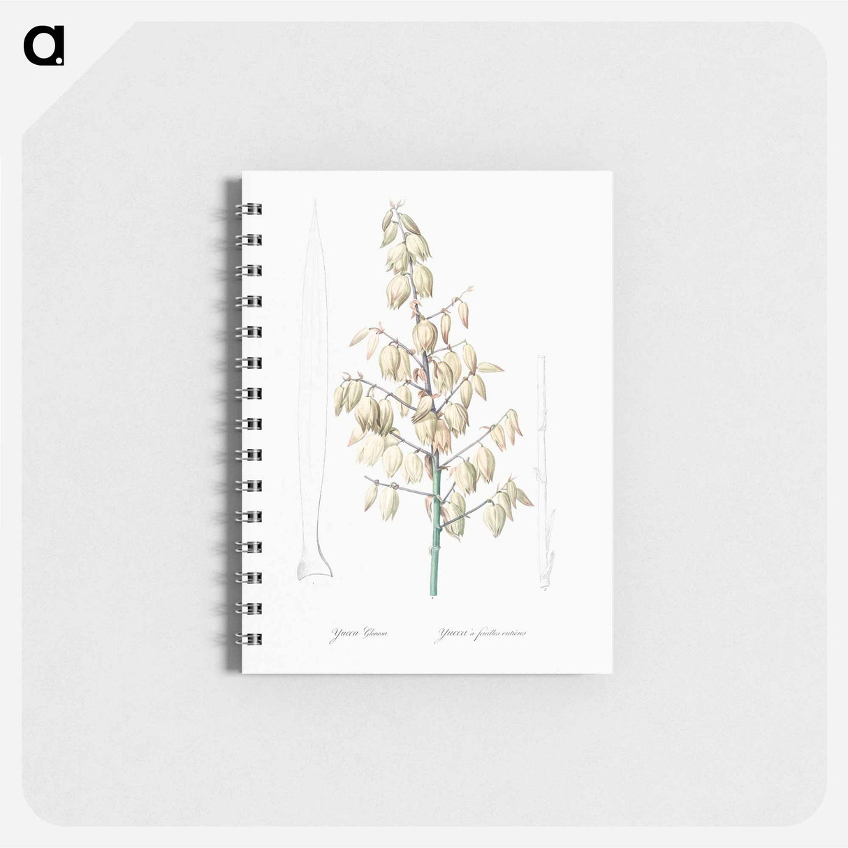 アートメモ帳-Adam's needle illustration from Les liliacées - ピエール ジョゼフ ルドゥーテ Memo.