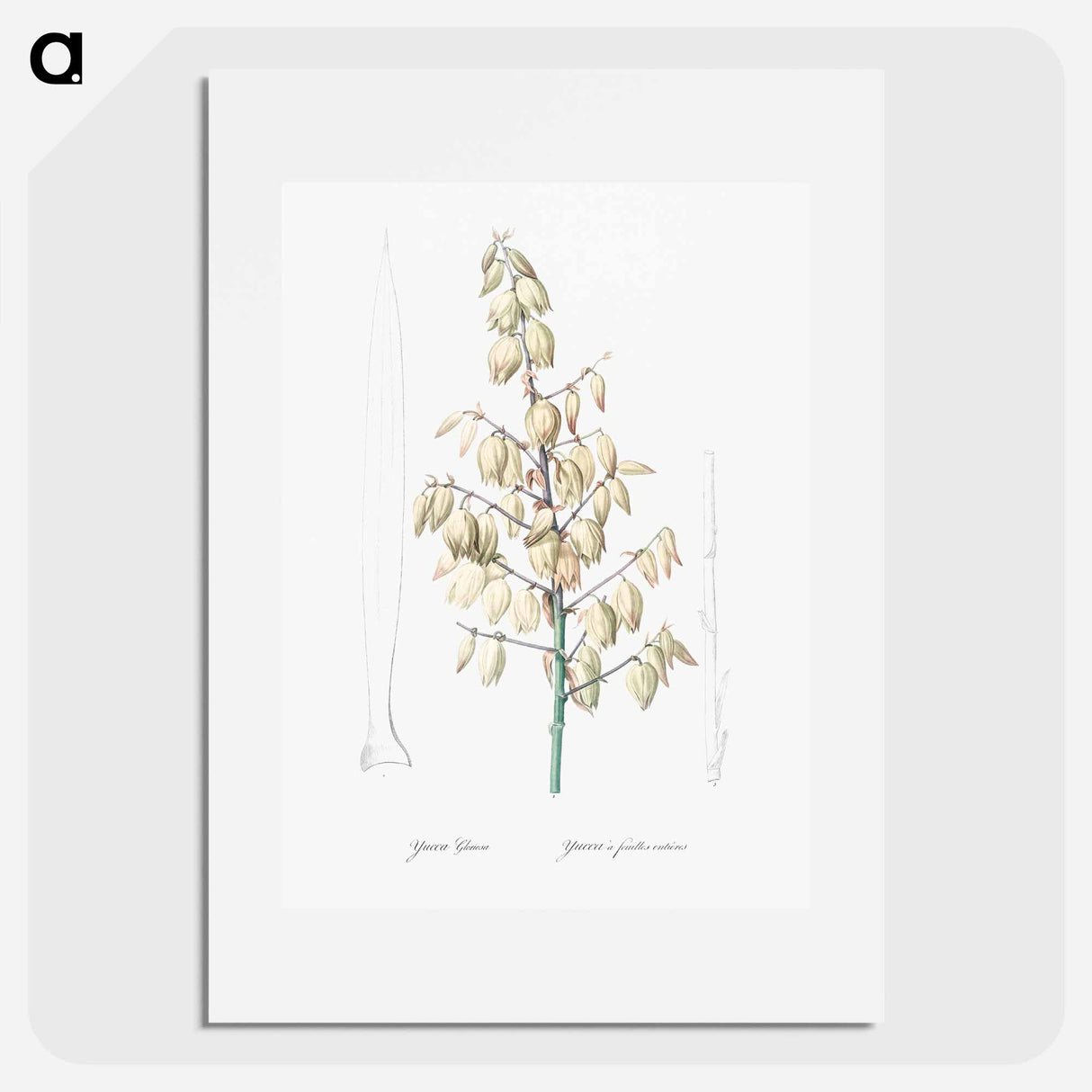 Adam's needle illustration from Les liliacées - Pierre-Joseph Redouté Poster.