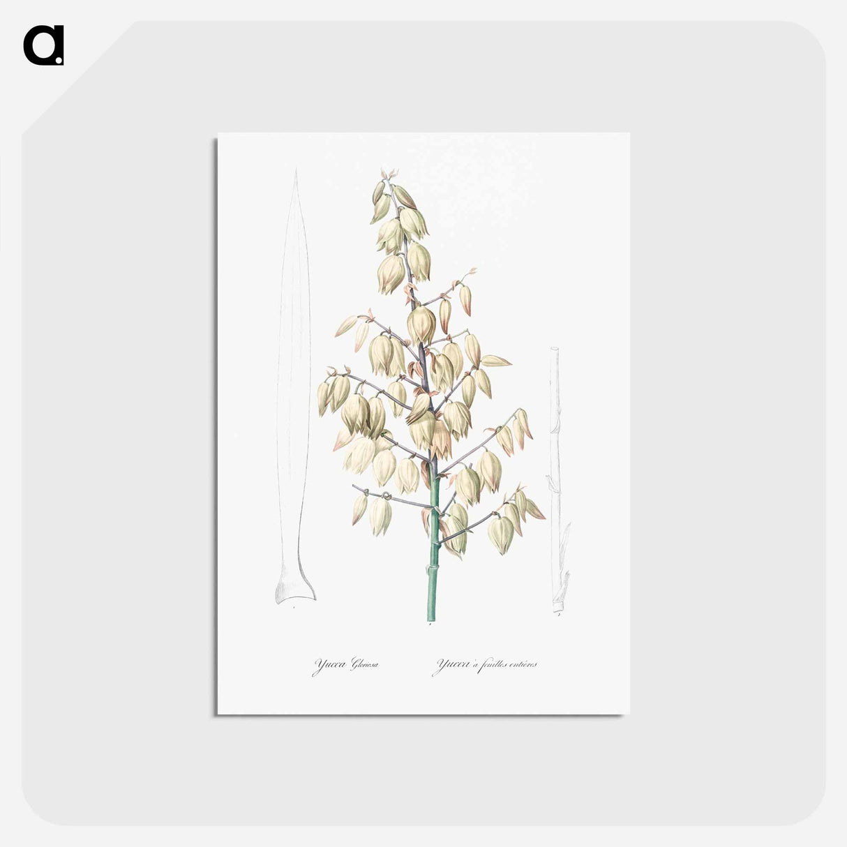アートポストカード-Adam's needle illustration from Les liliacées - ピエール ジョゼフ ルドゥーテ Postcard.