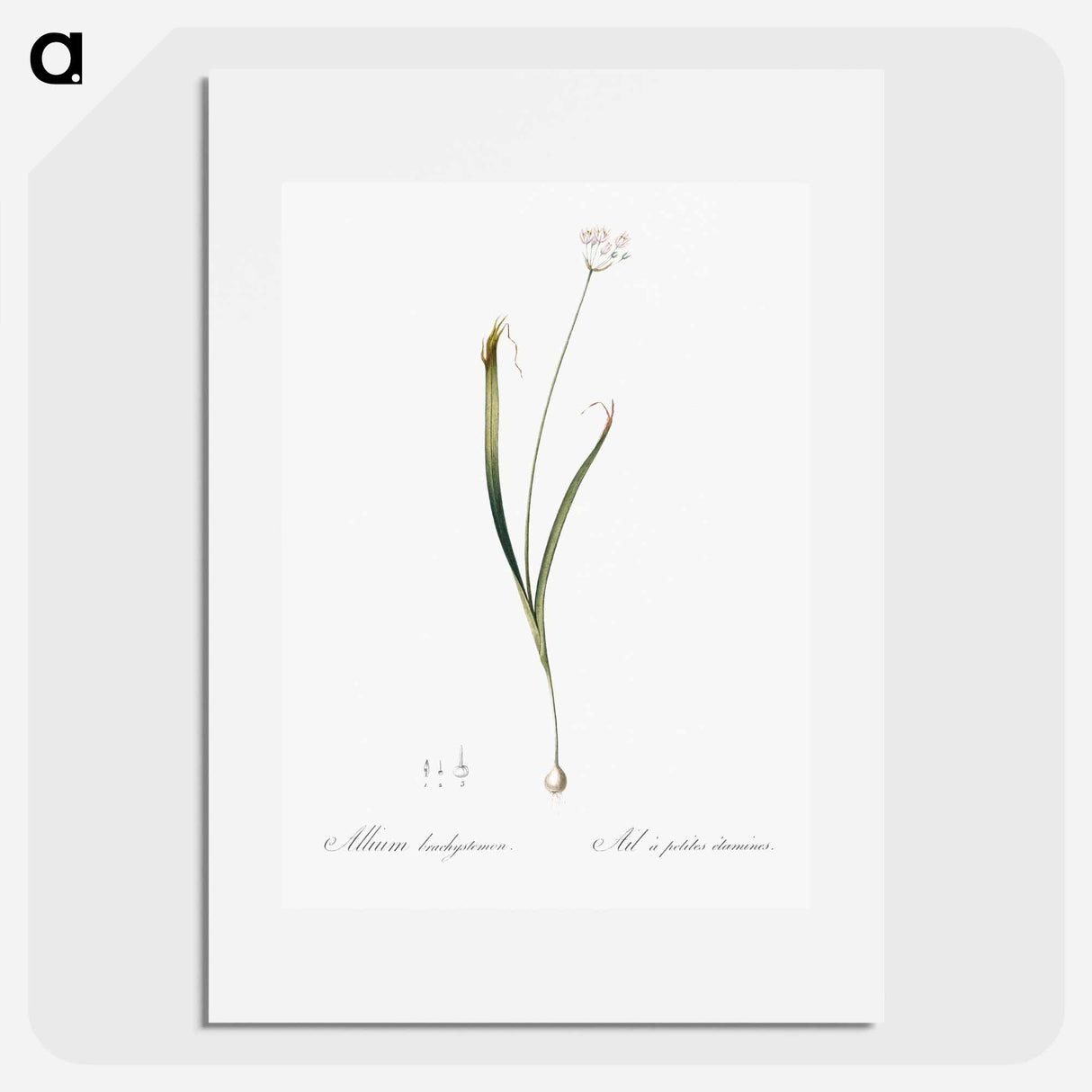 Hairy garlic illustration - Pierre Joseph Redouté Poster.