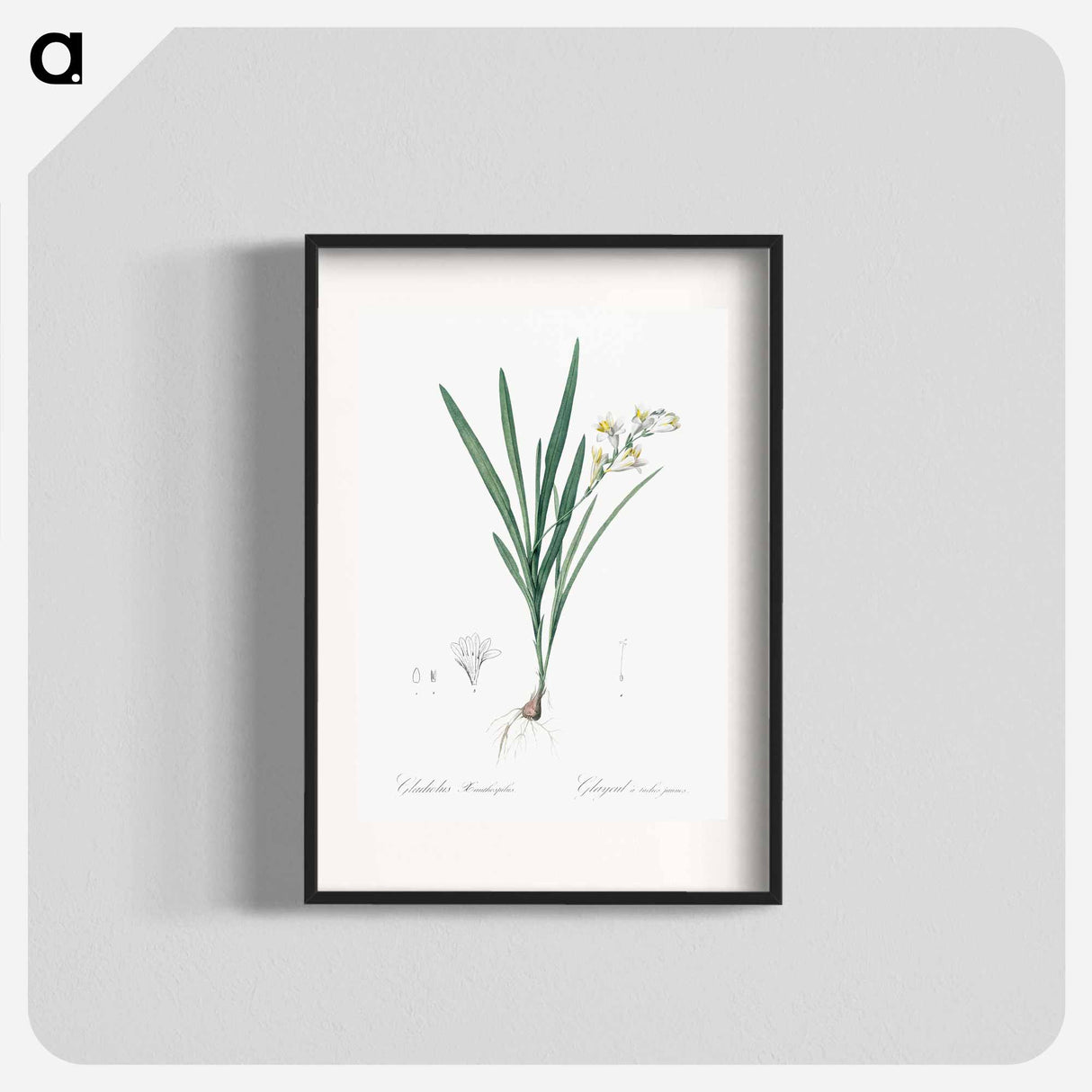 Gladiolus Xanthospilus - Pierre Joseph Redouté Poster.