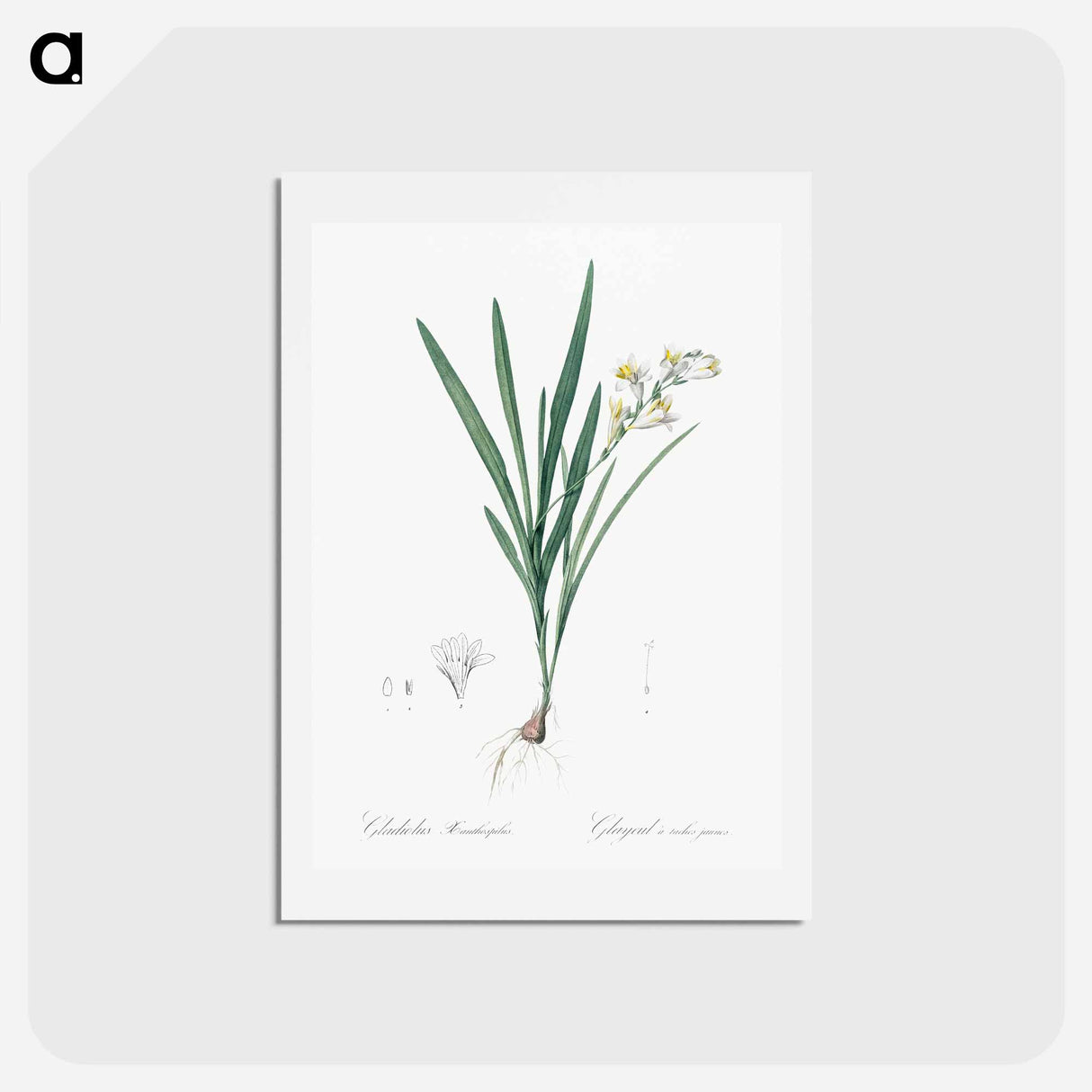 アートポストカード-Gladiolus Xanthospilus - ピエール ジョゼフ ルドゥーテ Postcard.