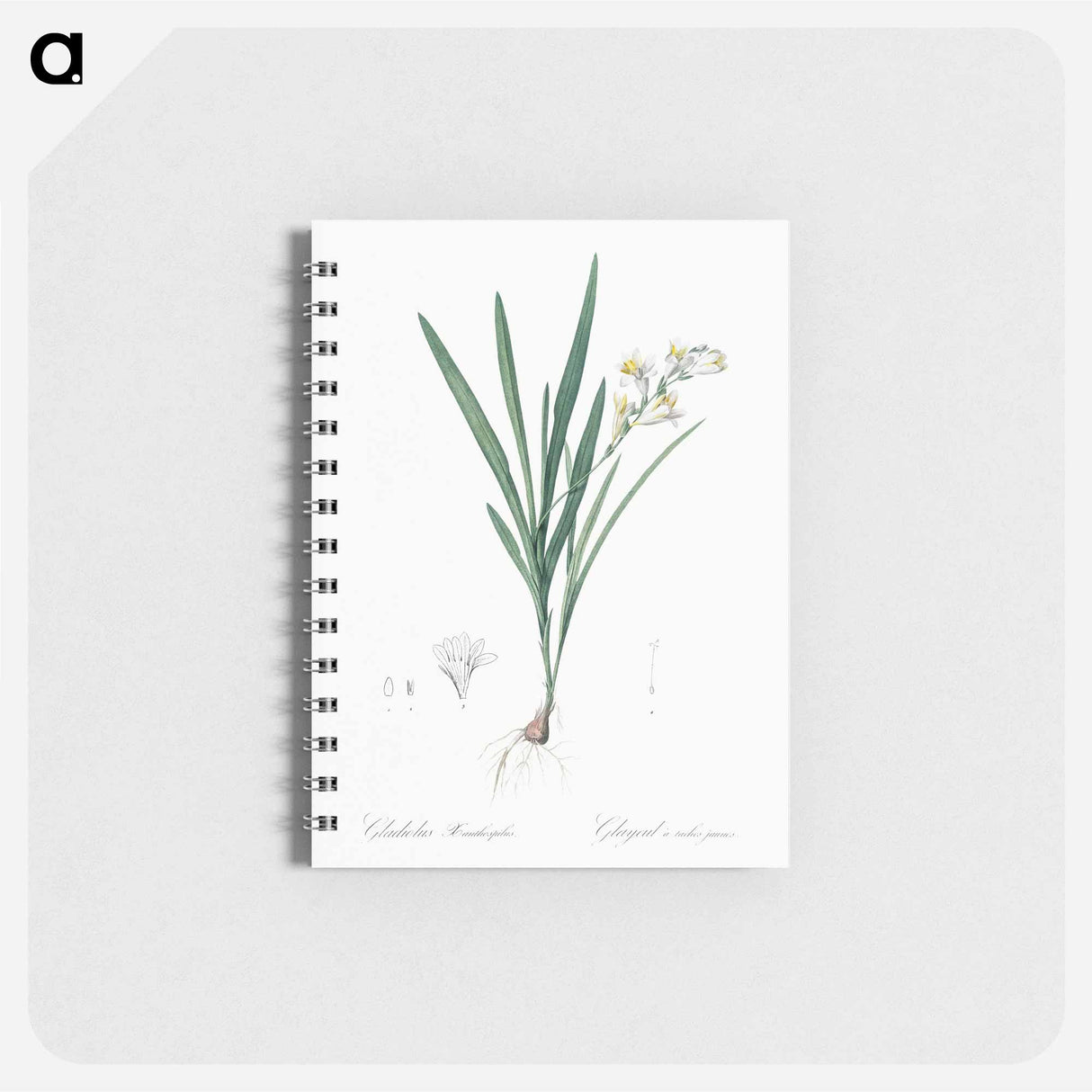 Gladiolus Xanthospilus - ピエール ジョゼフ ルドゥーテ Memo.