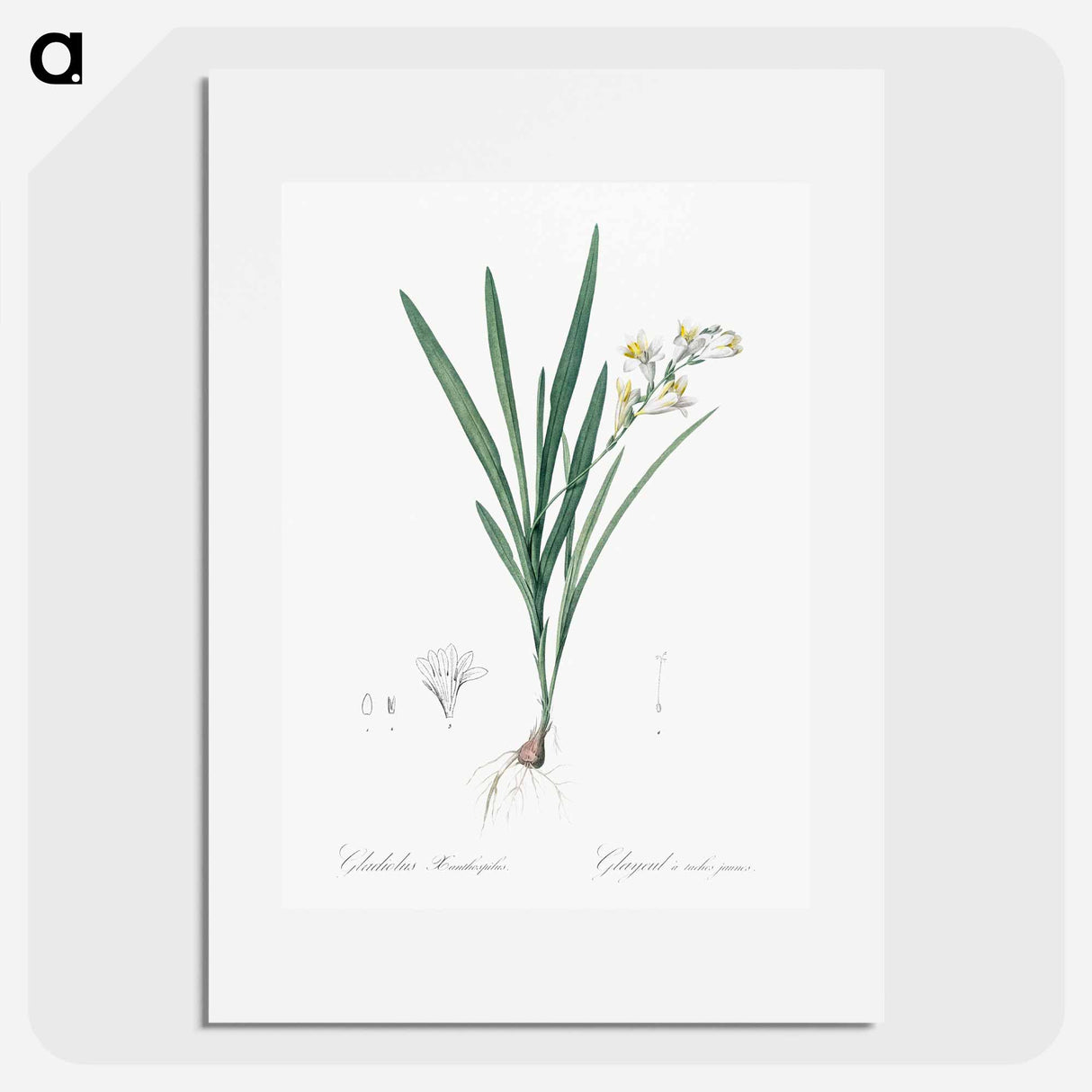 Gladiolus Xanthospilus - Pierre Joseph Redouté Poster.