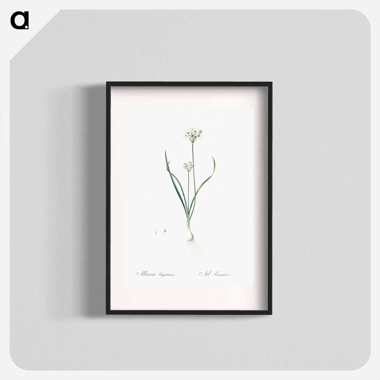Three-cornered leek illustration - Pierre Joseph Redouté Poster.