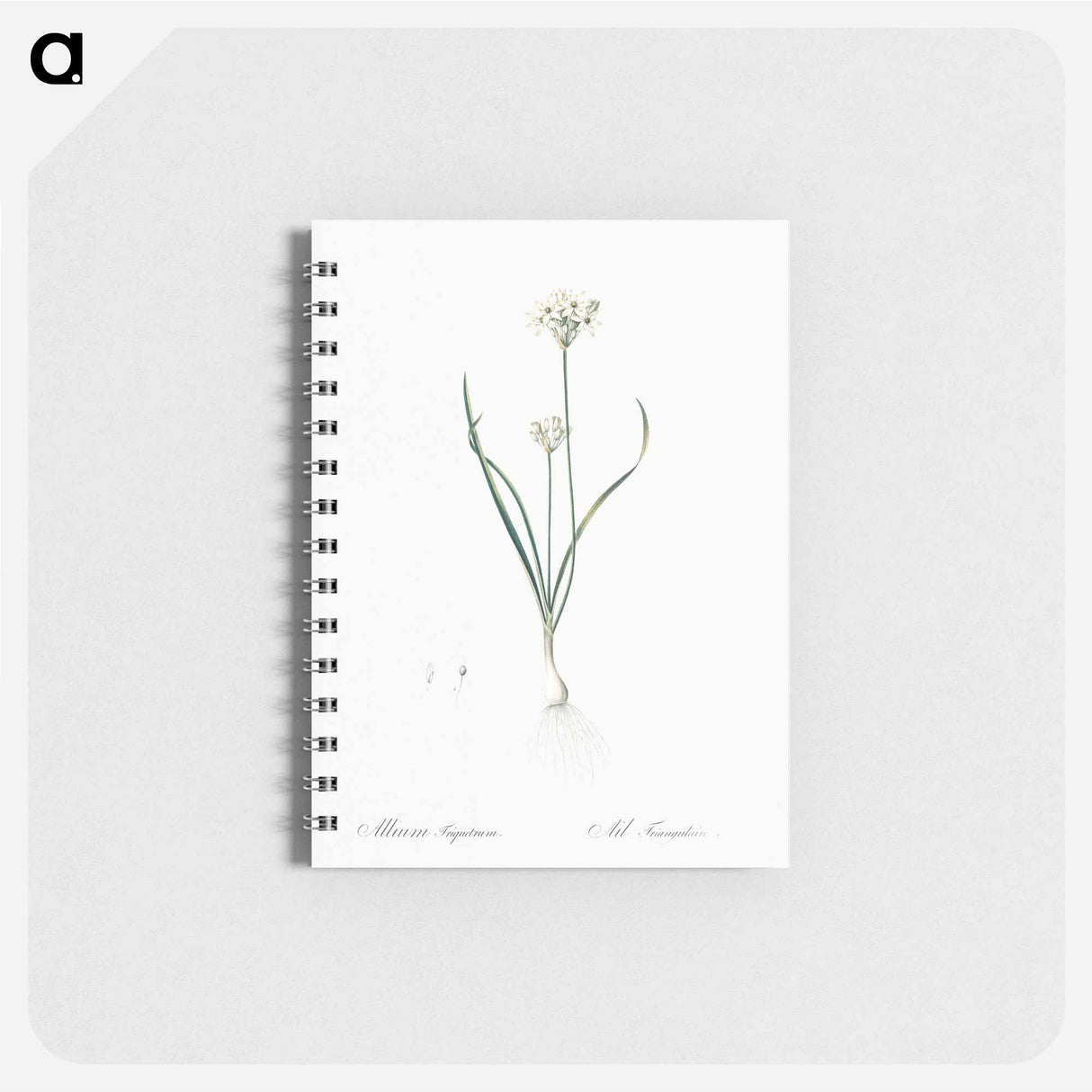 Three-cornered leek illustration - ピエール ジョゼフ ルドゥーテ Memo.