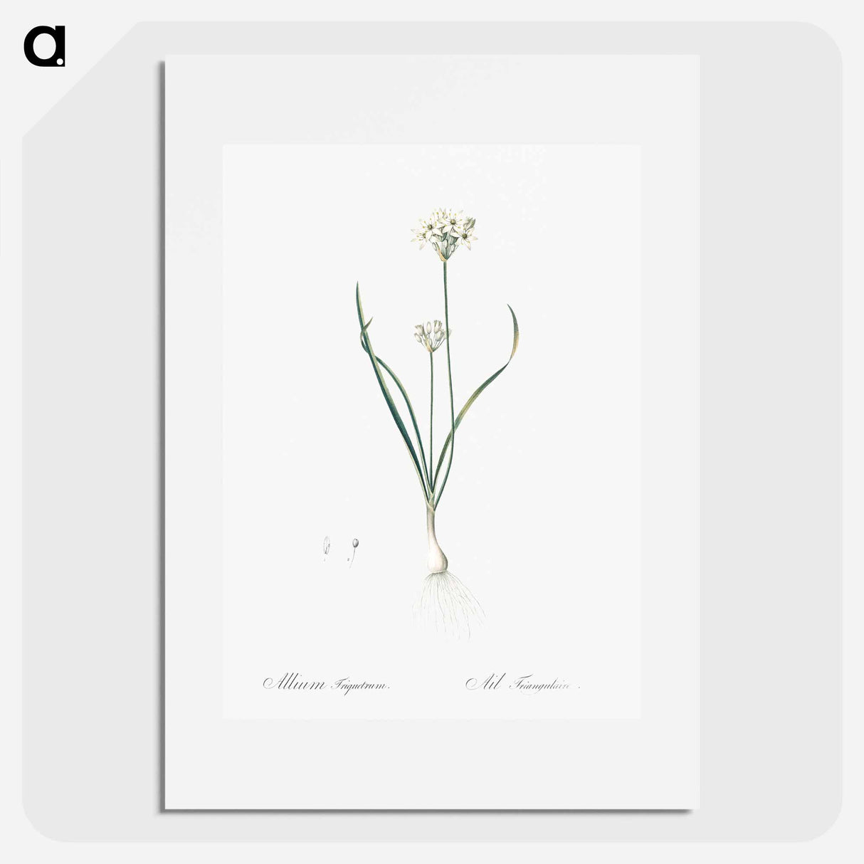 Three-cornered leek illustration - Pierre Joseph Redouté Poster.