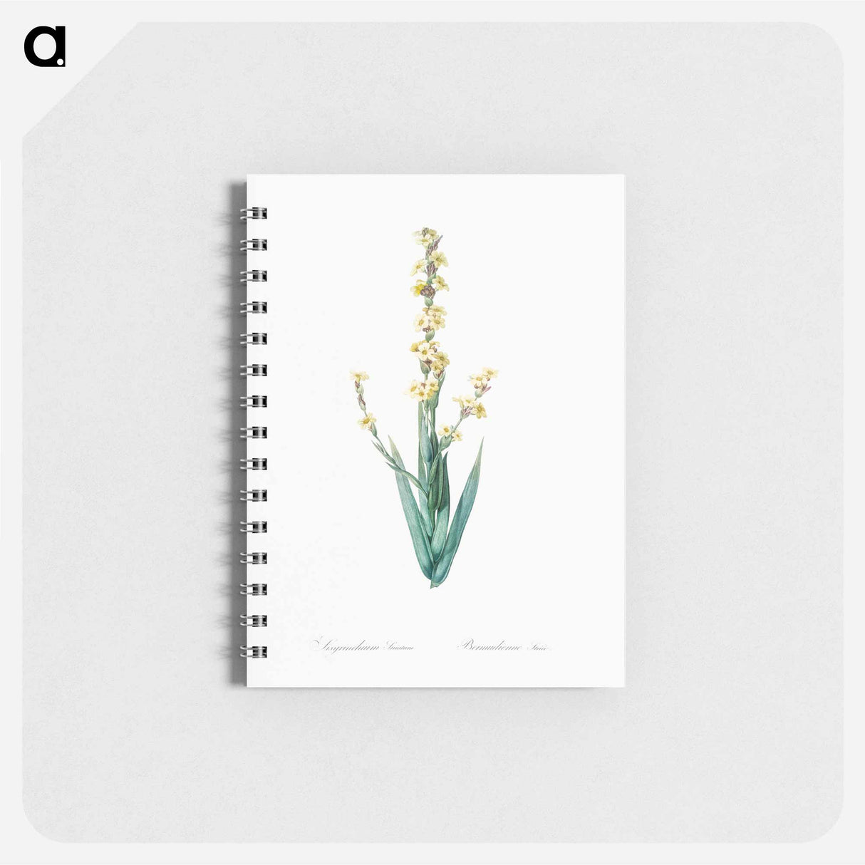 Pale yellow eyed grass illustration - ピエール ジョゼフ ルドゥーテ Memo.