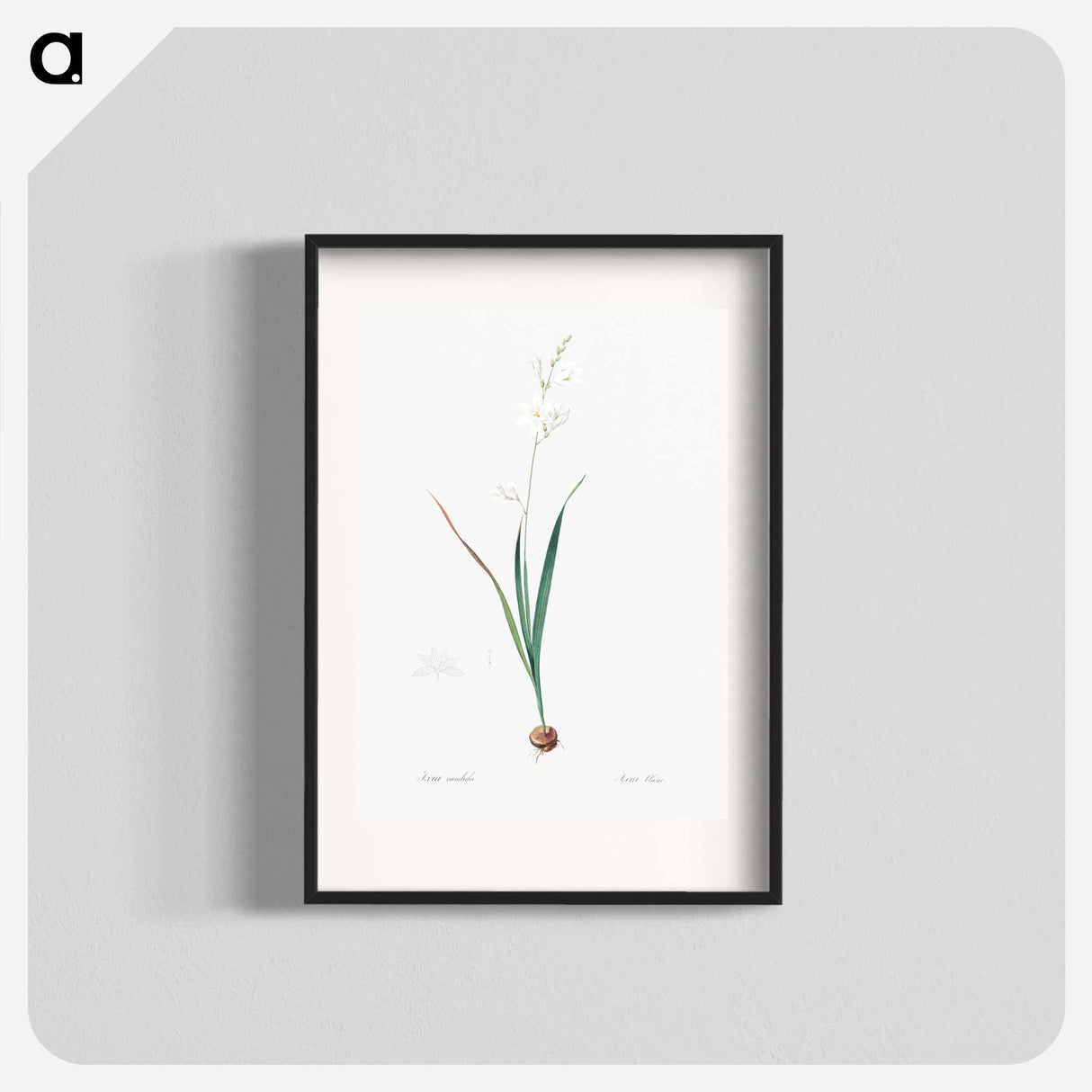 Corn lily illustration - Pierre Joseph Redouté Poster.