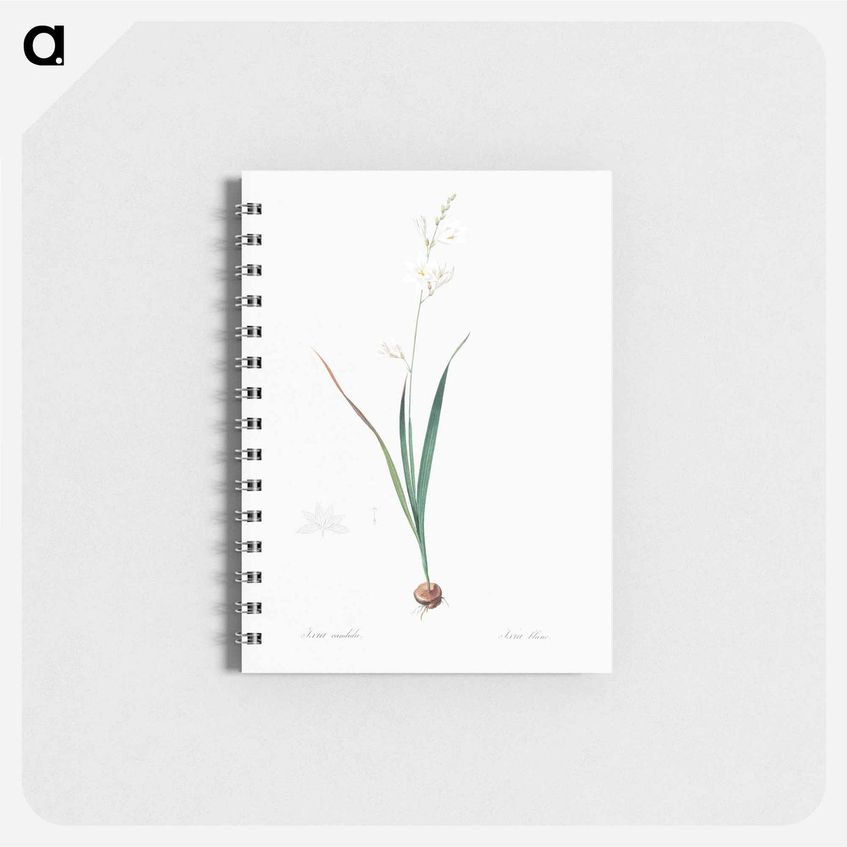 Corn lily illustration - ピエール ジョゼフ ルドゥーテ Memo.