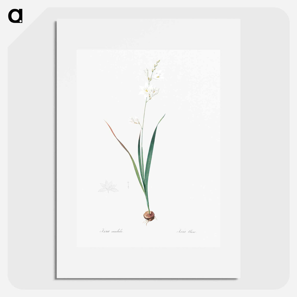 Corn lily illustration - Pierre Joseph Redouté Poster.