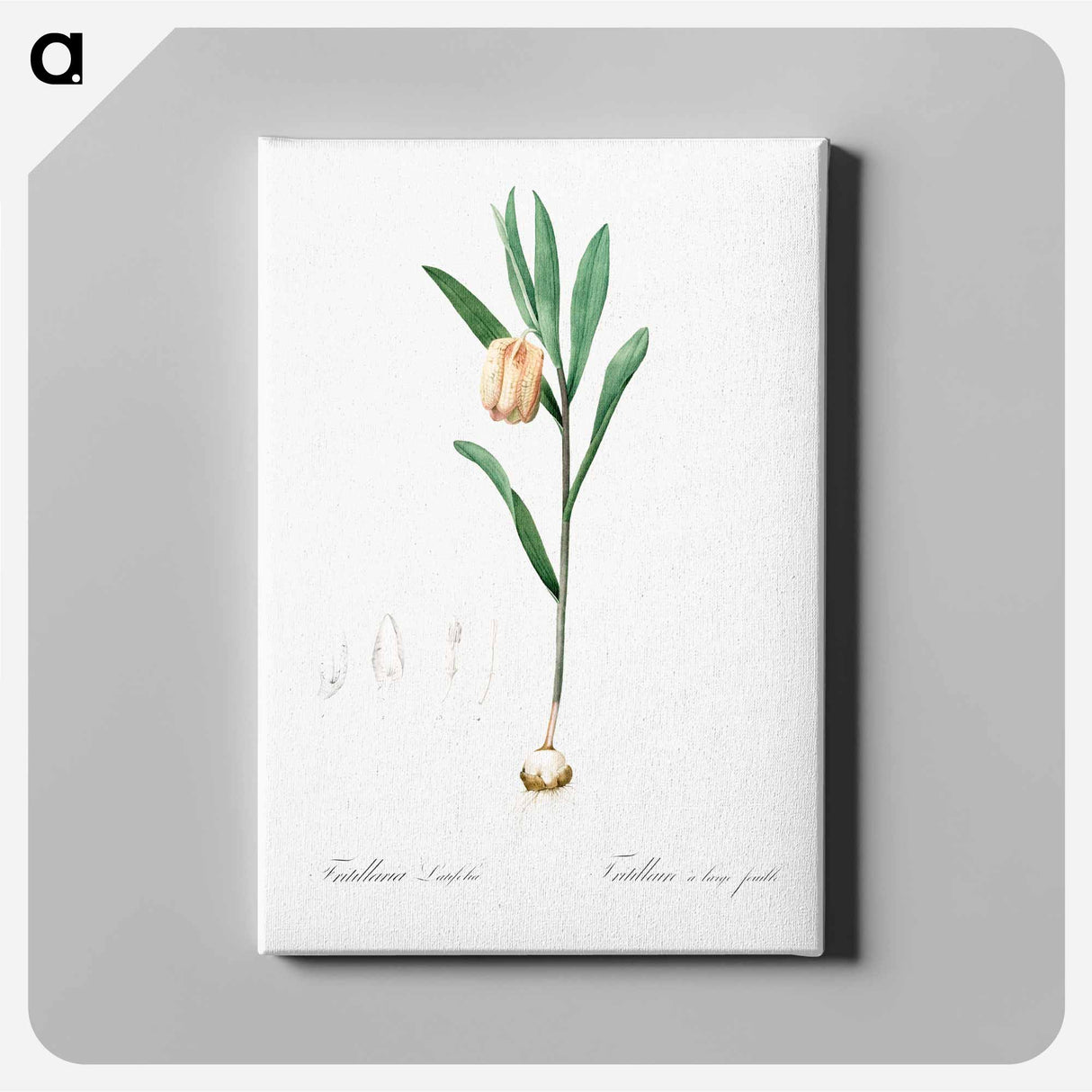 アートパネル-Fritillaria latifolia illustration - ピエール ジョゼフ ルドゥーテ Canvas.