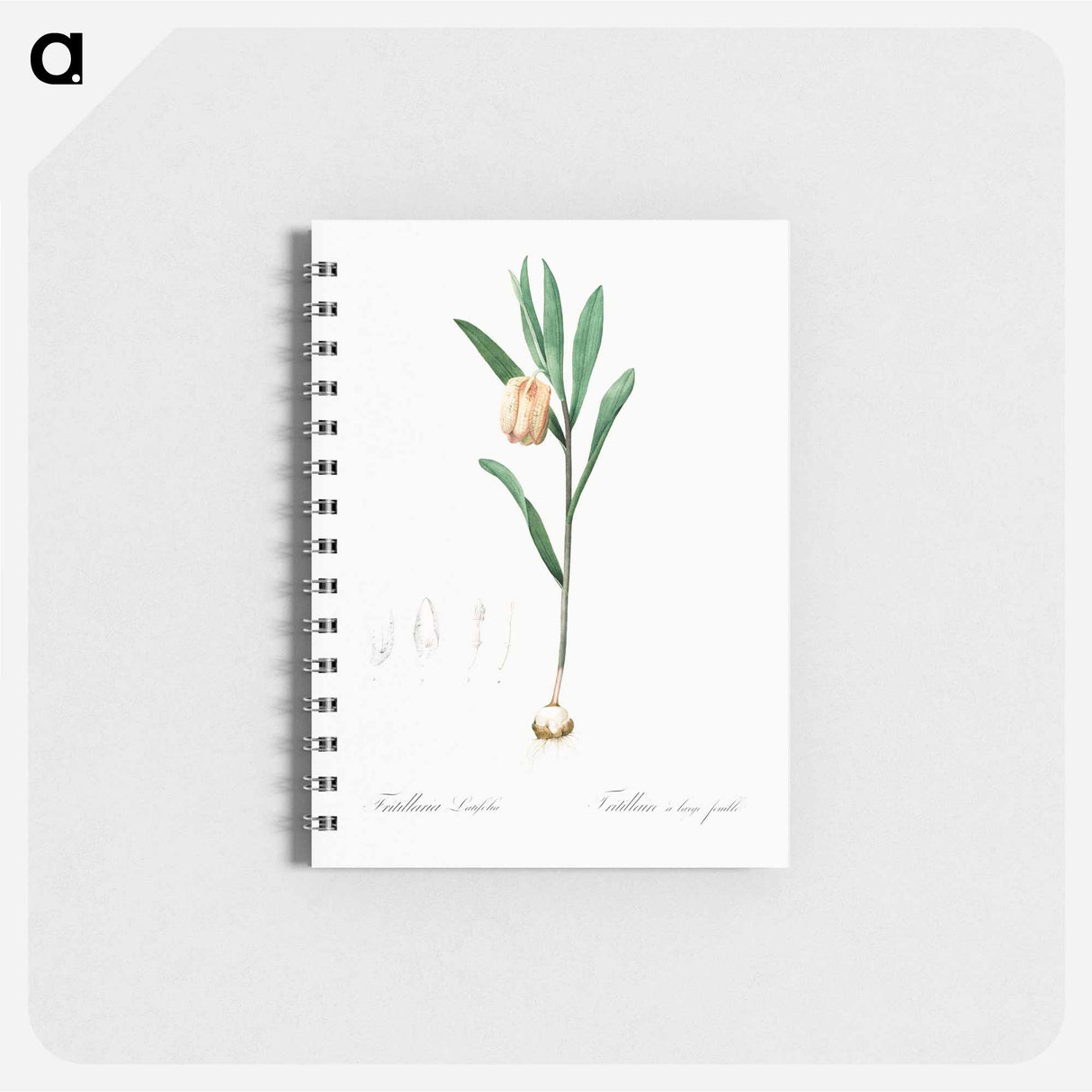 Fritillaria latifolia illustration - ピエール ジョゼフ ルドゥーテ Memo.