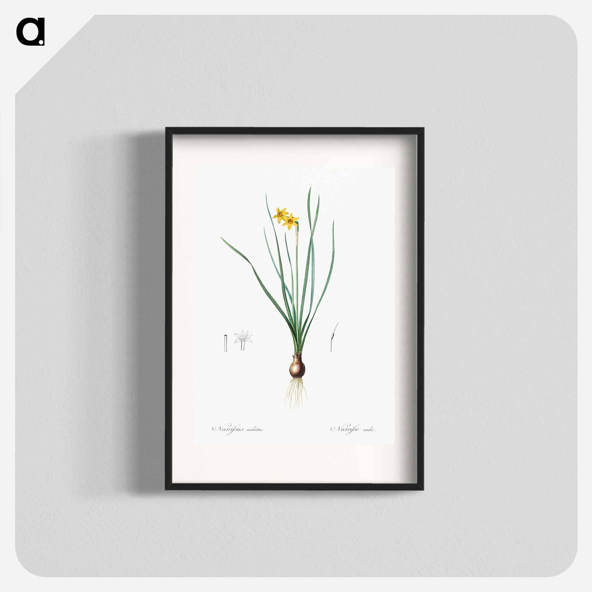 Rush-leaf jonquil illustration - Pierre Joseph Redouté Poster.