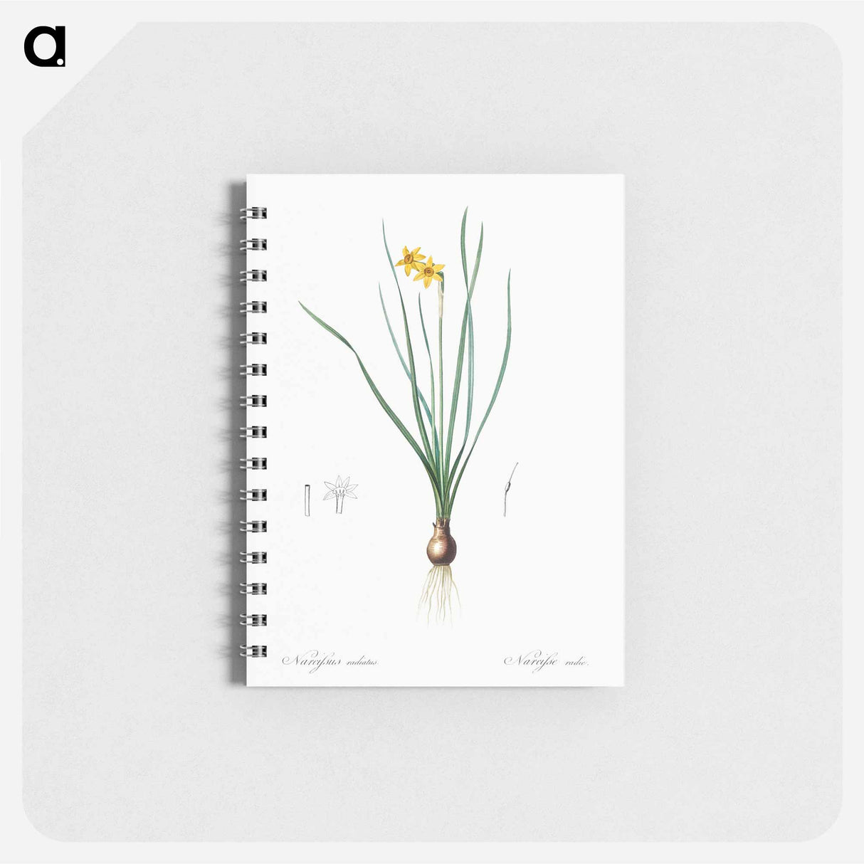 Rush-leaf jonquil illustration - ピエール ジョゼフ ルドゥーテ Memo.