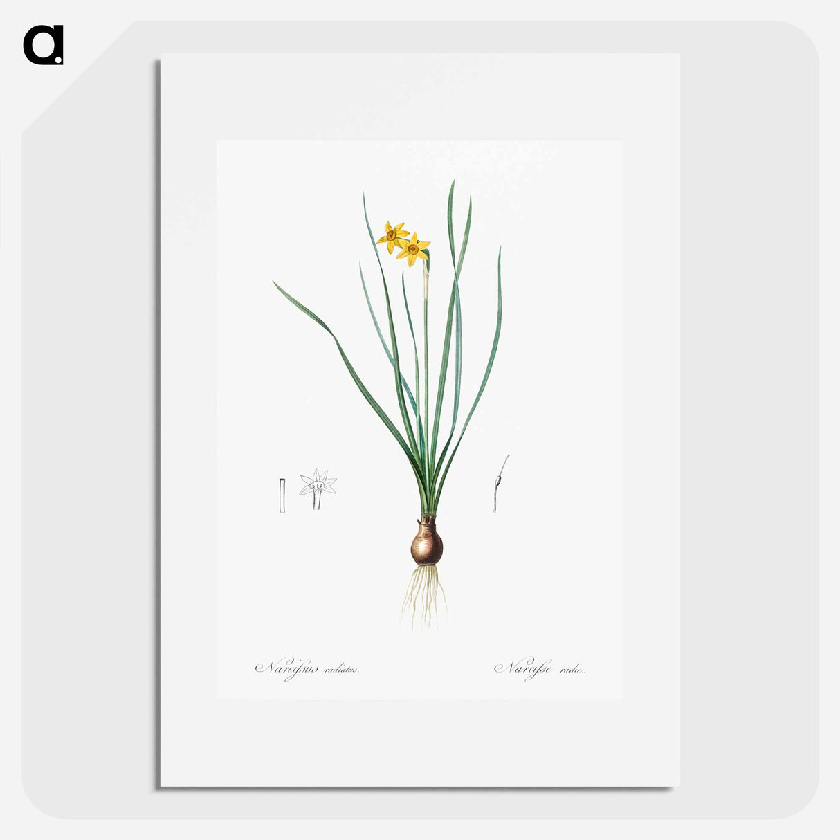 Rush-leaf jonquil illustration - Pierre Joseph Redouté Poster.