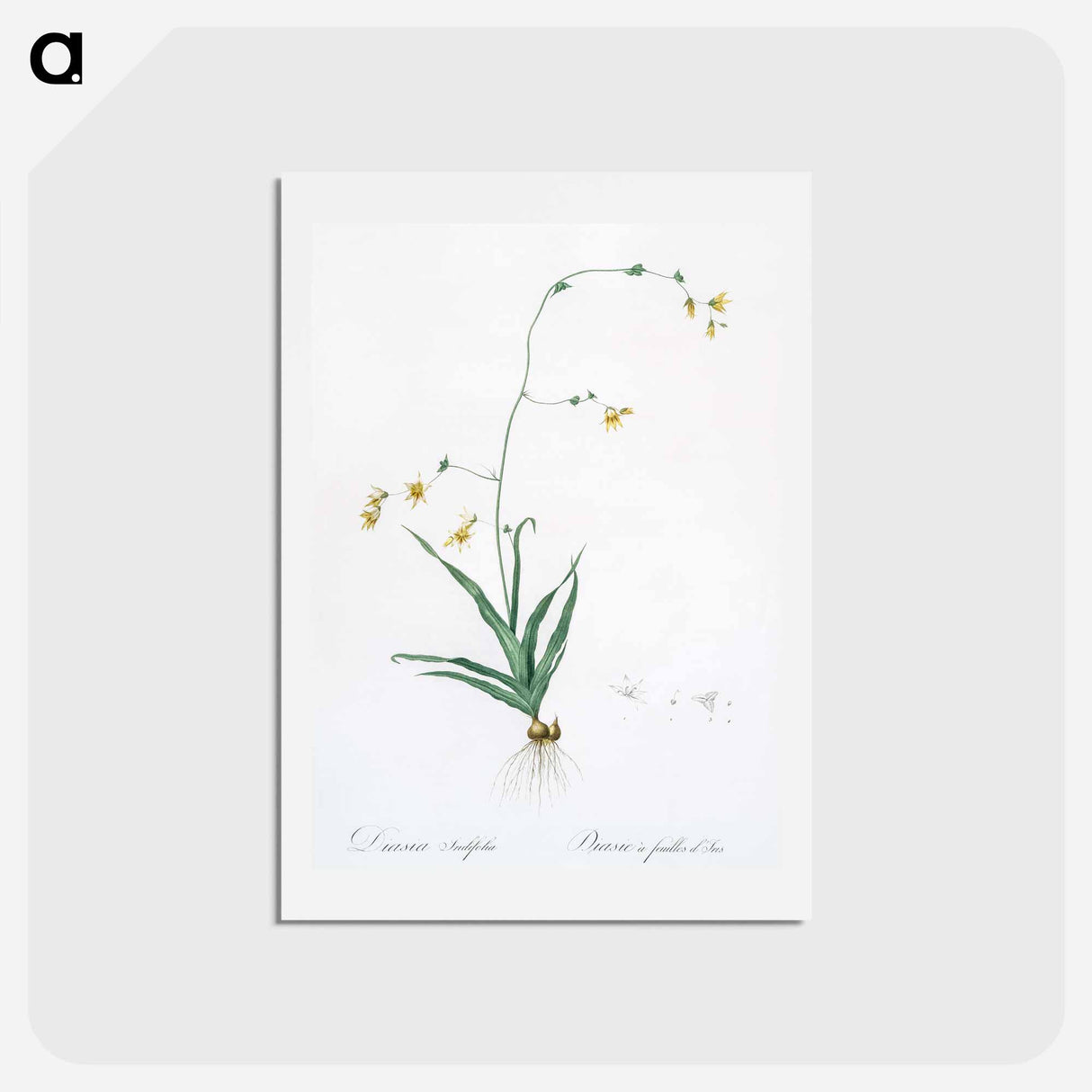 アートポストカード-Diasia iridifolia illustration - ピエール ジョゼフ ルドゥーテ Postcard.