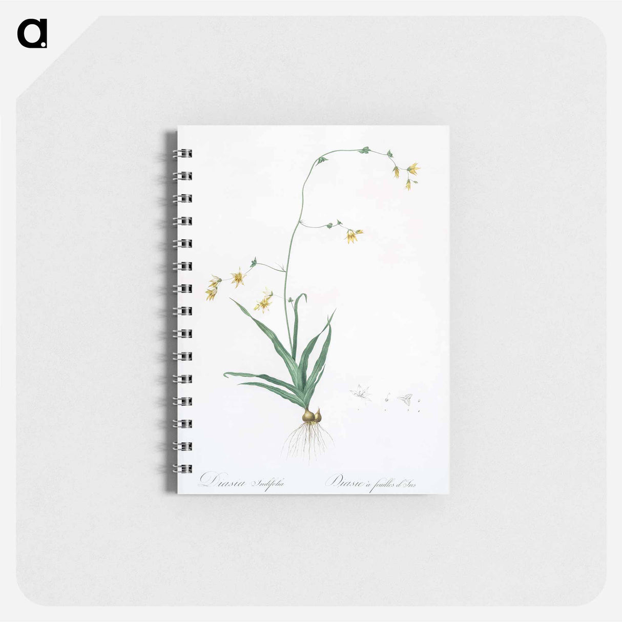 Diasia iridifolia illustration - ピエール ジョゼフ ルドゥーテ Memo.