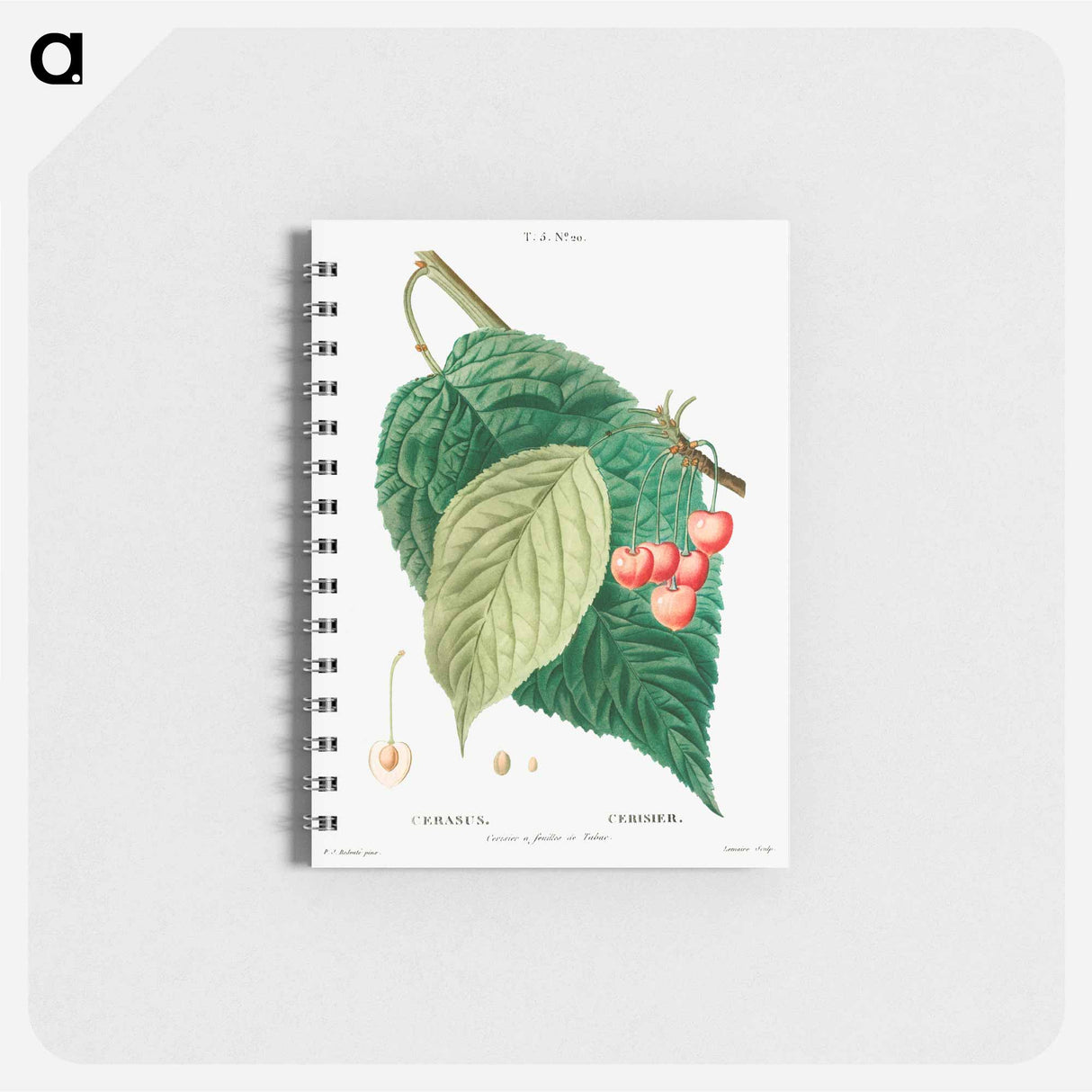 Cherry (Cerasus) - ピエール ジョゼフ ルドゥーテ Memo.