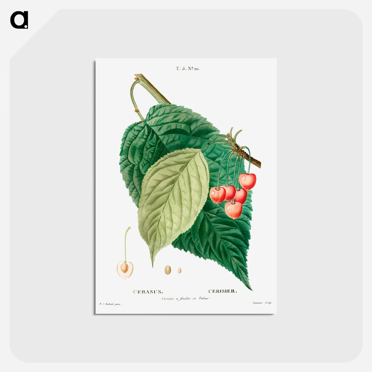 アートポストカード-Cherry (Cerasus) - ピエール ジョゼフ ルドゥーテ Postcard.
