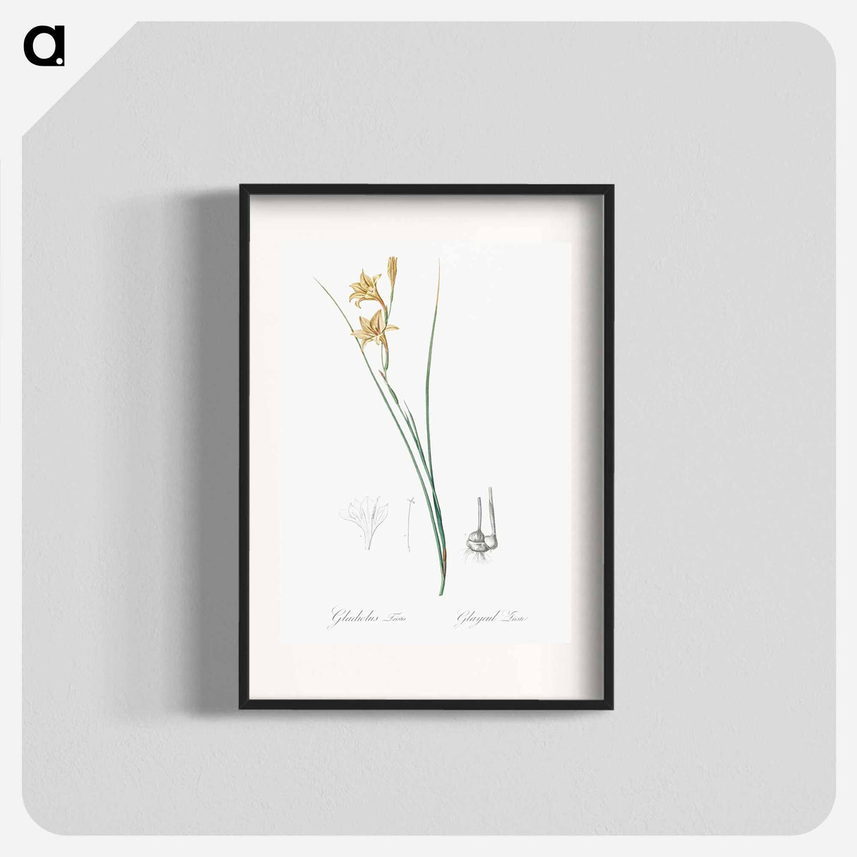 Gladiolus illustration from Les liliacées - Pierre-Joseph Redouté Poster.