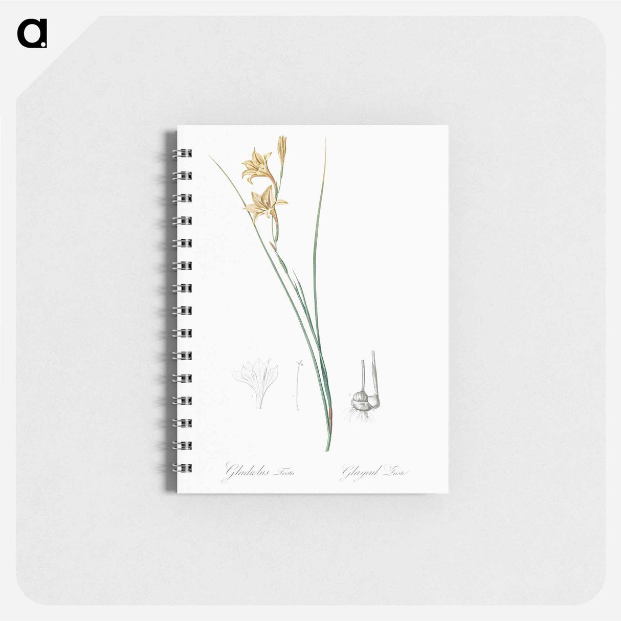 Gladiolus illustration from Les liliacées - ピエール ジョゼフ ルドゥーテ Memo.