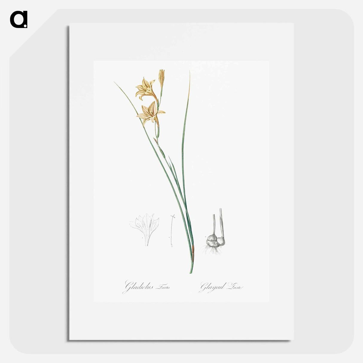 Gladiolus illustration from Les liliacées - Pierre-Joseph Redouté Poster.