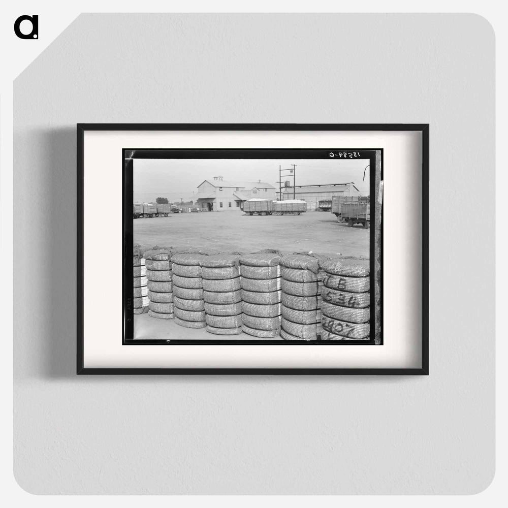 Untitled photo - Dorothea Lange Poster.