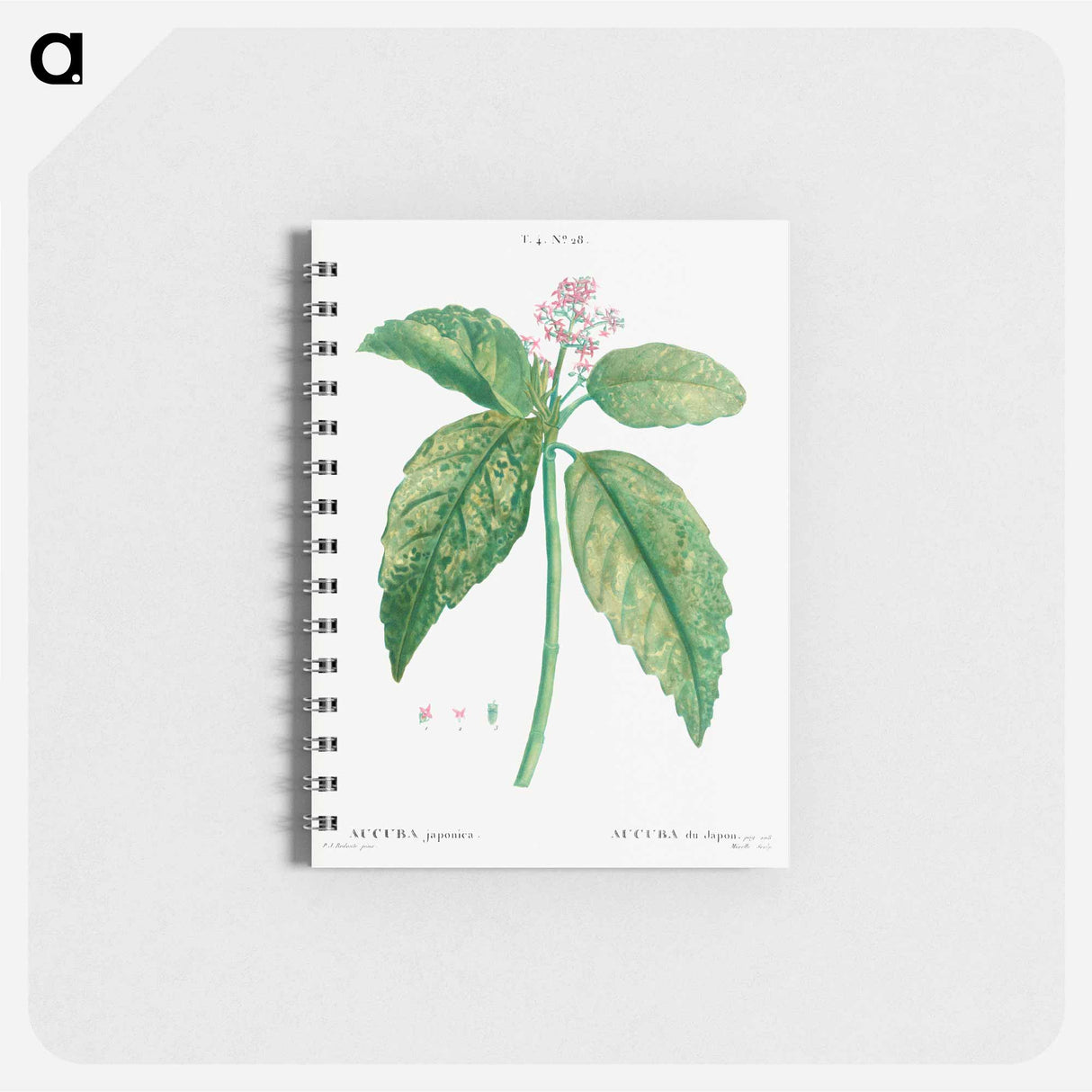 Japanese laurel (Aucuba Japonica) - ピエール ジョゼフ ルドゥーテ Memo.