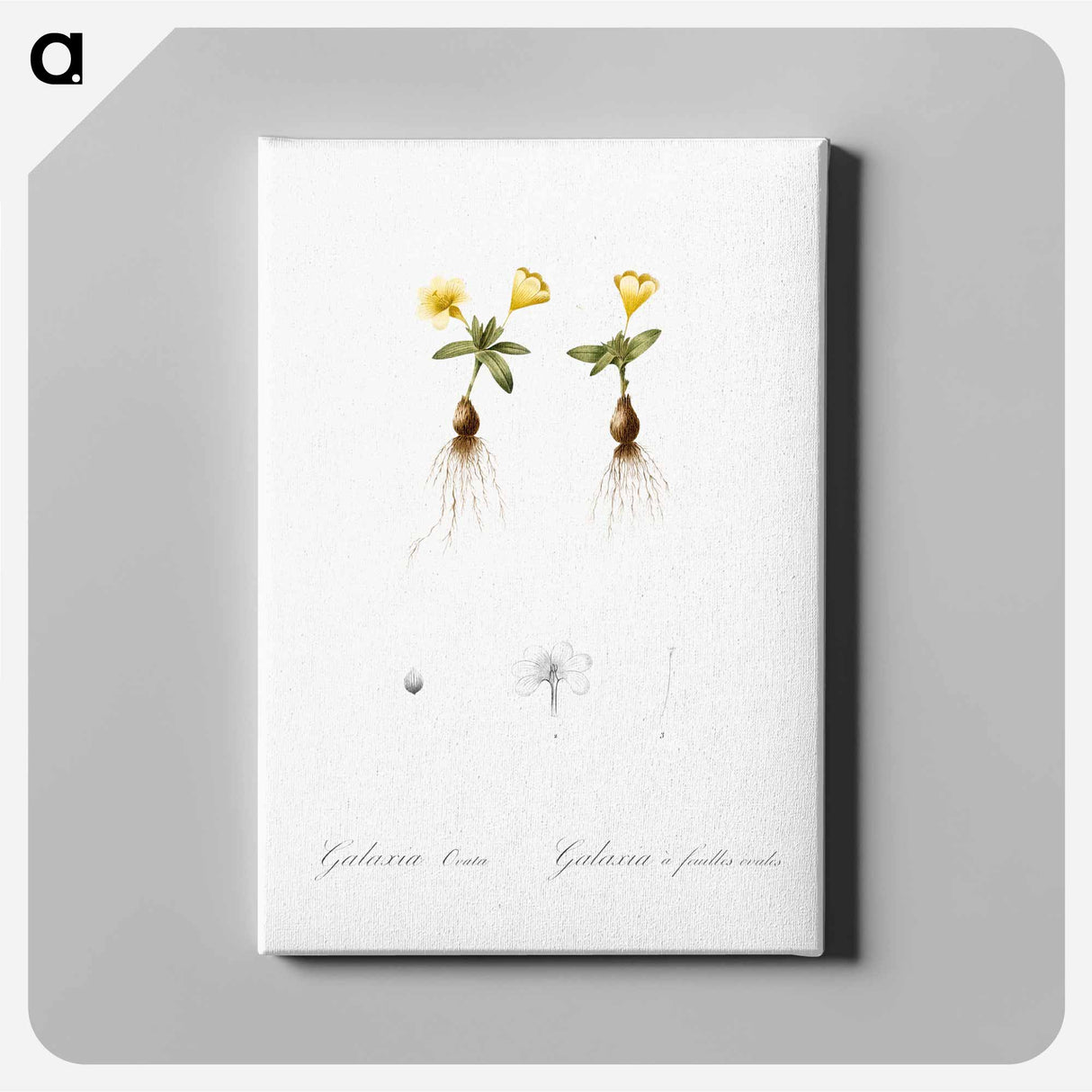 アートパネル-Cape tulip illustration - ピエール ジョゼフ ルドゥーテ Canvas.